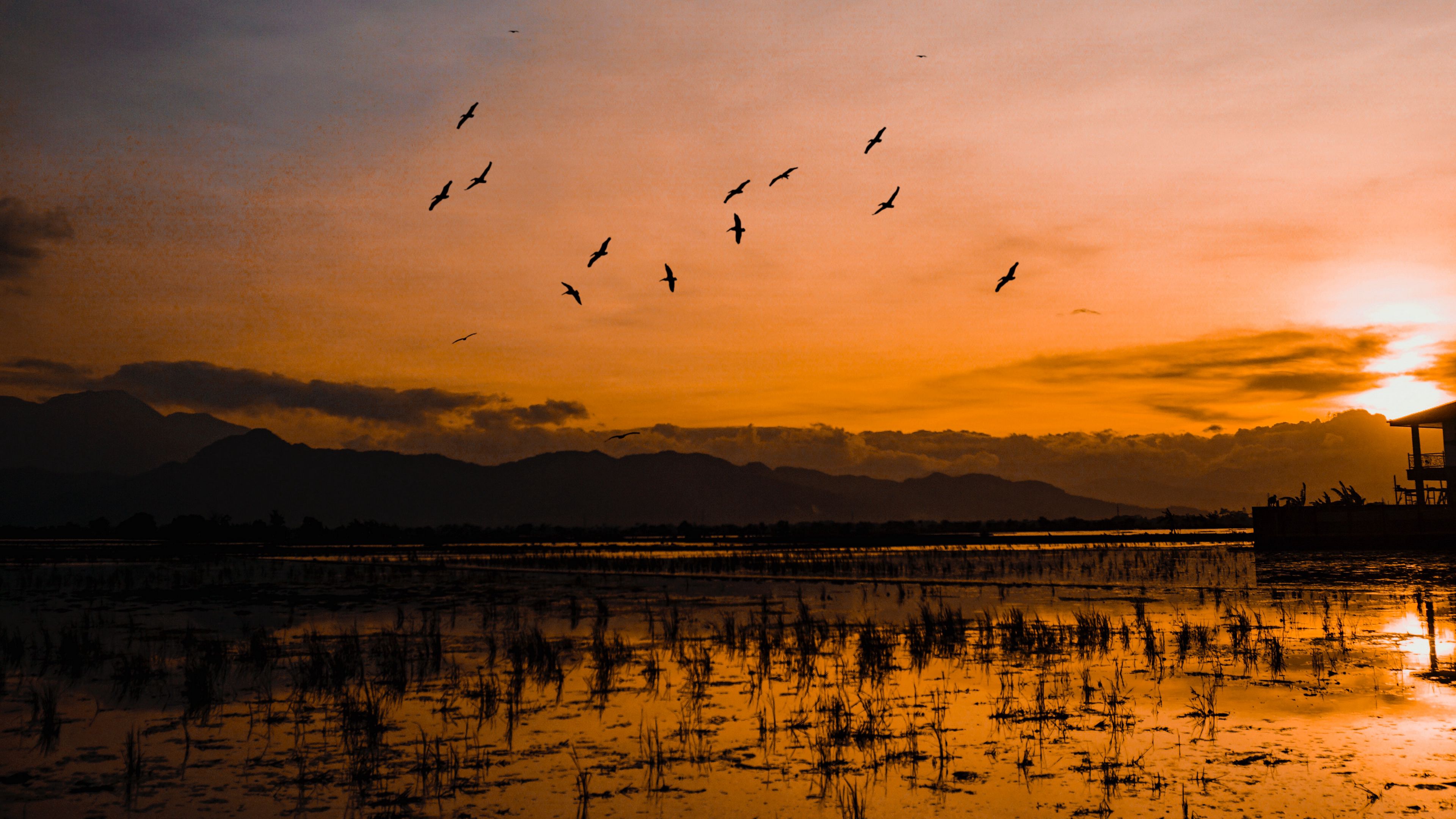 sunset, horizon, birds, silhouettes, water, indonesia, 4k, HD Wallpaper
