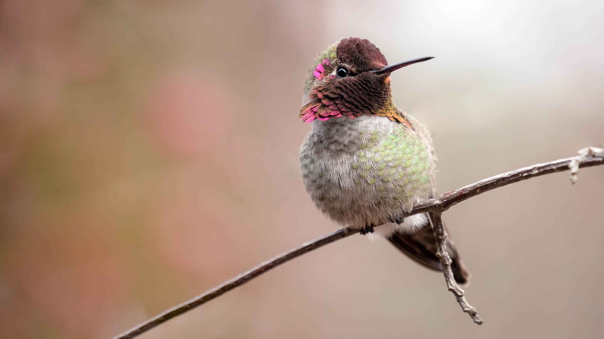 twigs, animals, birds, HD Wallpaper