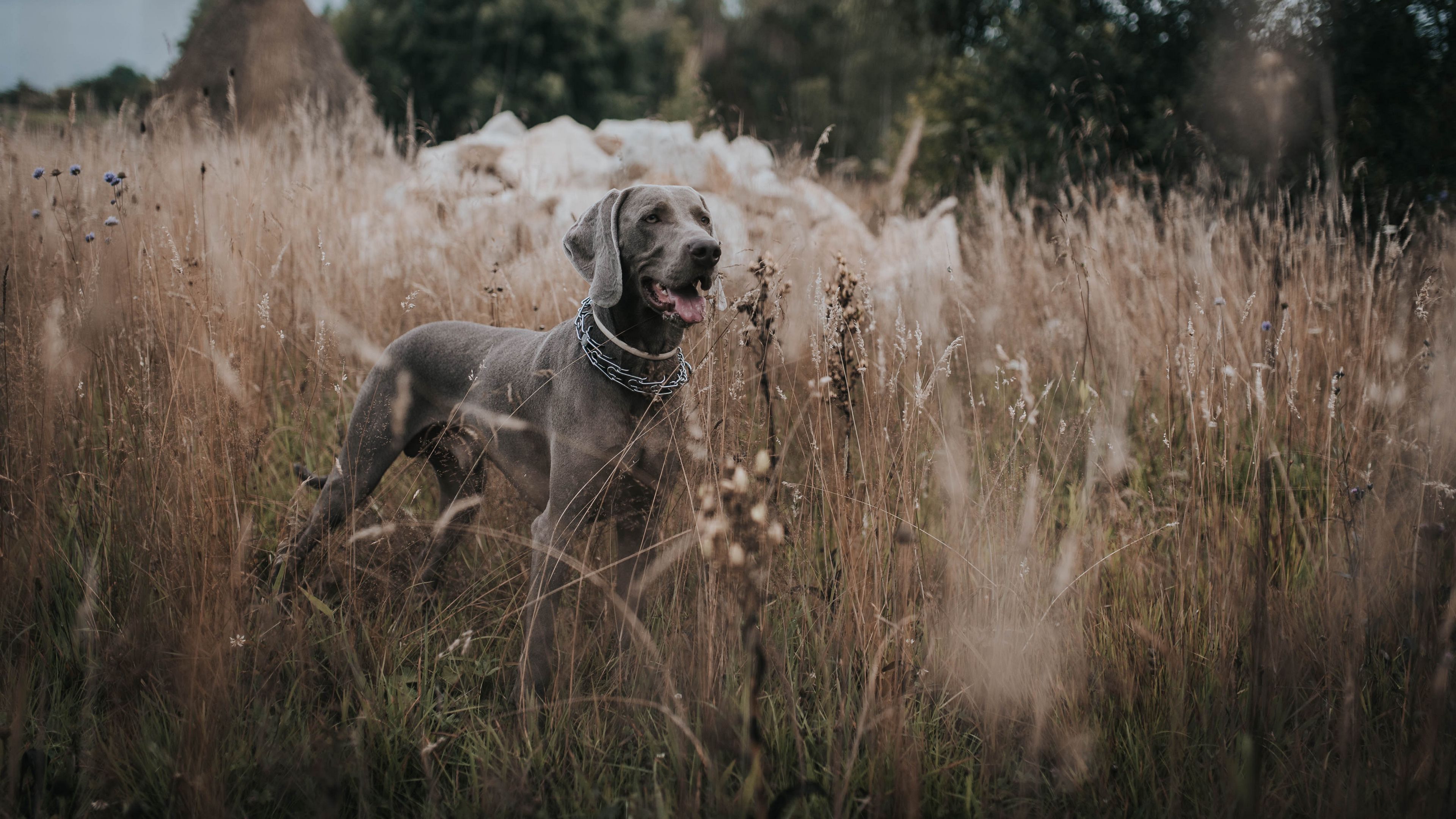weimaraner, dog, grass, walk, 4k, HD Wallpaper