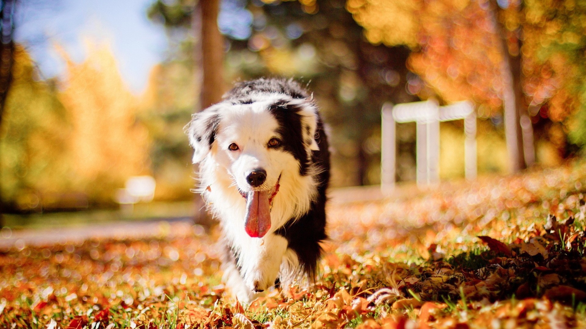 dog, animals, pet, fall, bokeh, depth of field, outdoors, Border Collie, HD Wallpaper