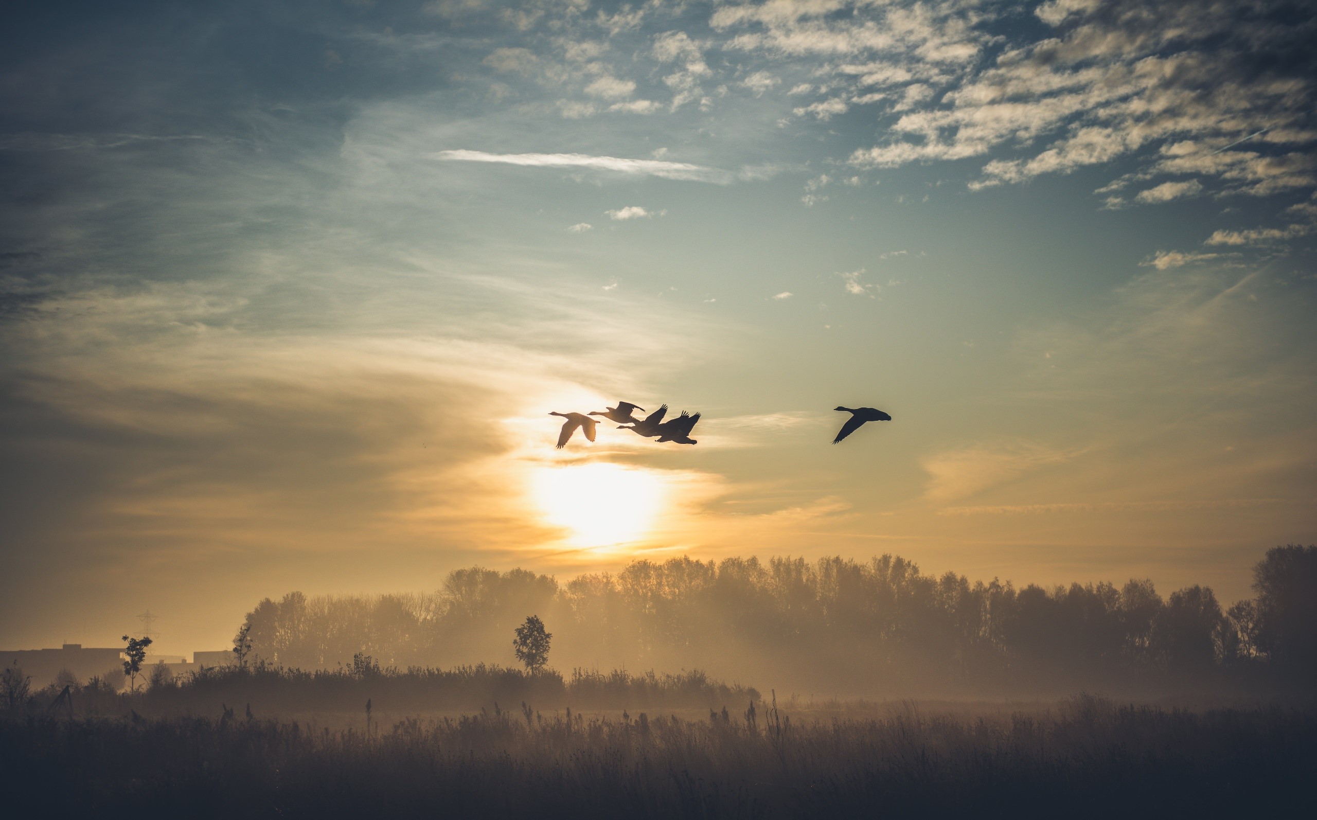 sky, sunlight, birds, animals, nature, HD Wallpaper