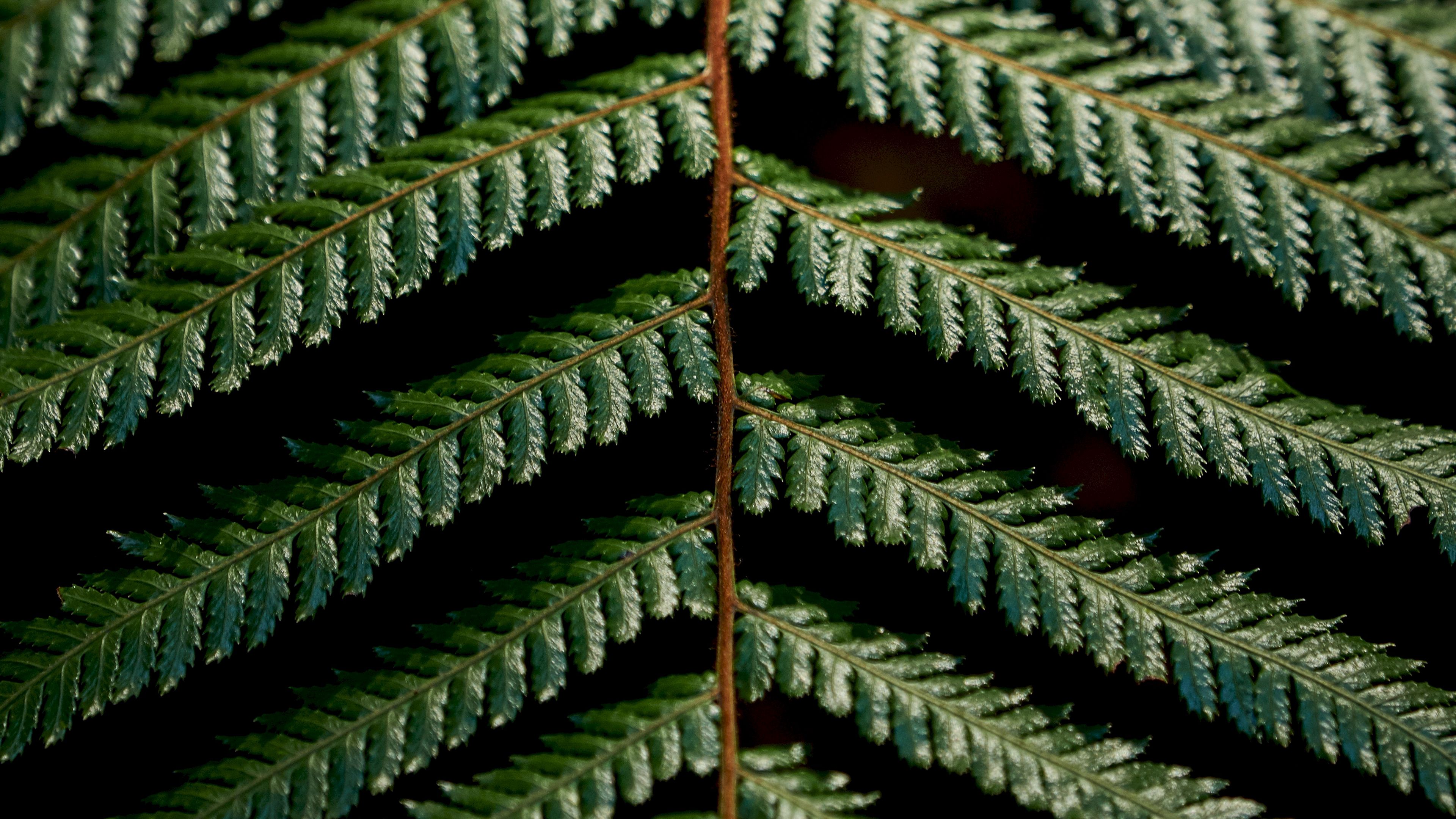 fern, leaves, green, carved, macro, branch, plant, 4k, HD Wallpaper