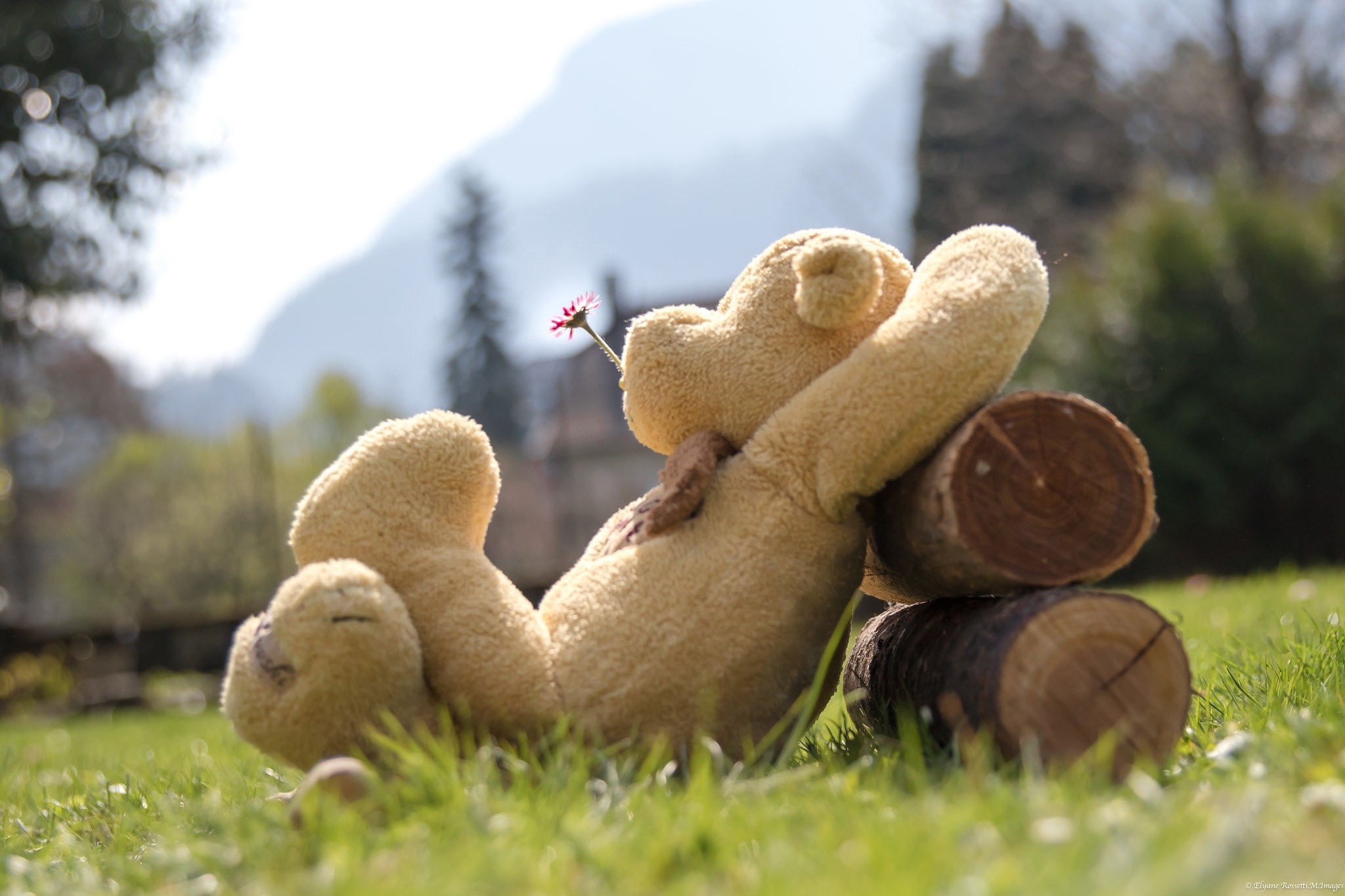 teddy bears, relaxing, Teddy Bears Outdoors, grass, happy, HD Wallpaper