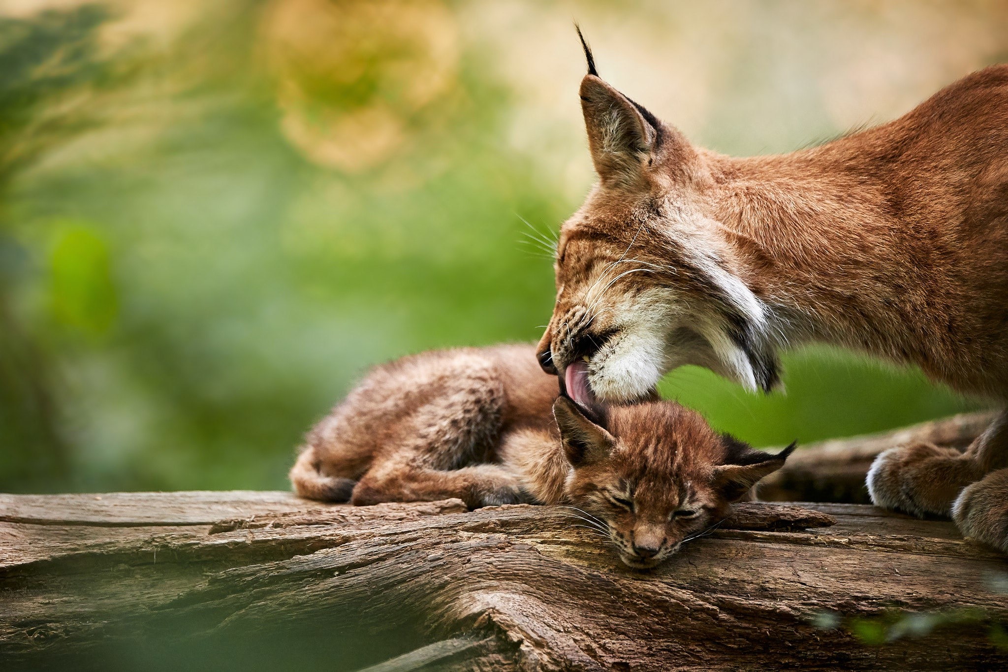 animals, mammals, lynx, licking, cub, HD Wallpaper