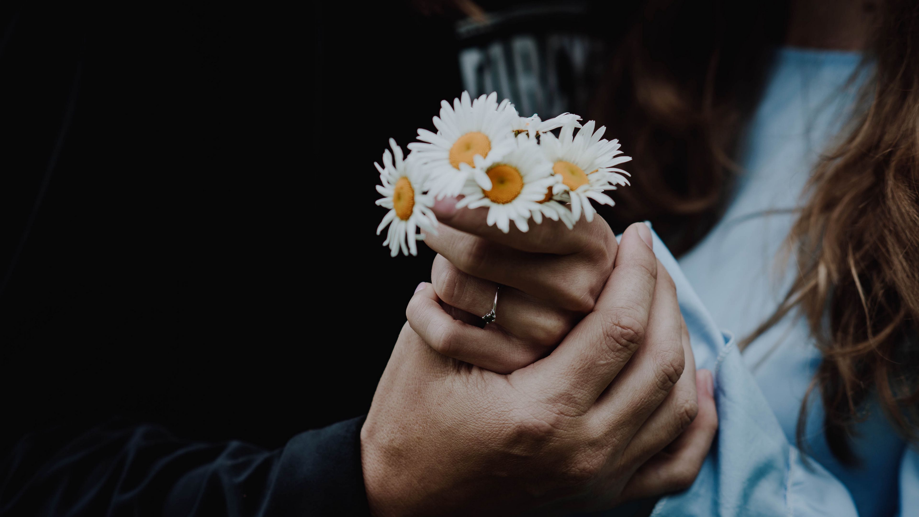 chamomile, flowers, hands, touch, 4k, HD Wallpaper