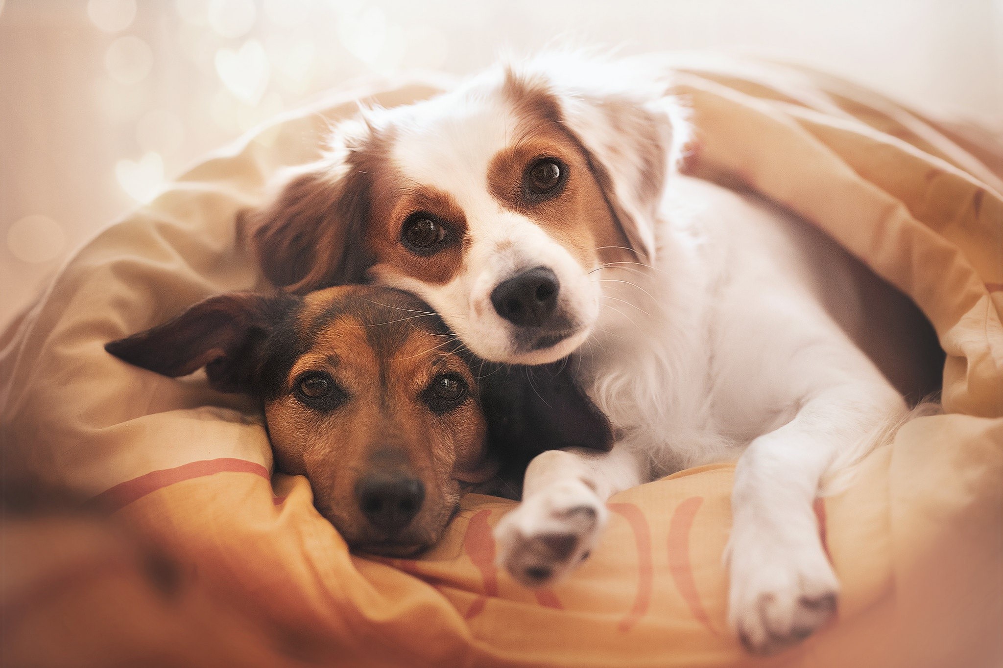 dog, animals, mammals, HD Wallpaper