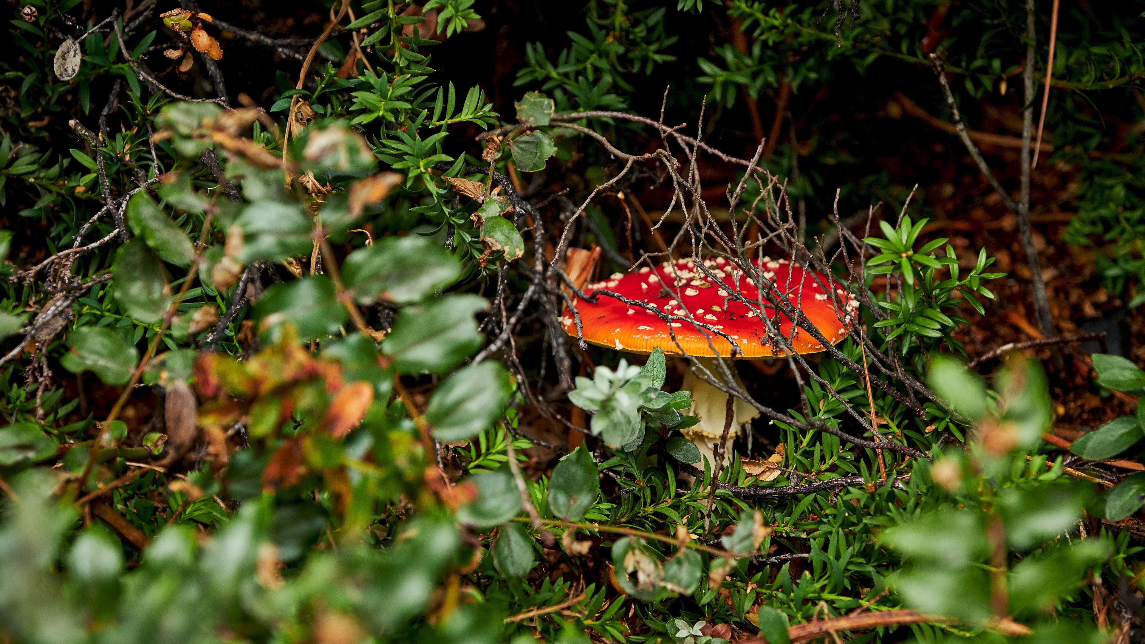 grebe, mushroom, grass, vegetation, 4k, HD Wallpaper