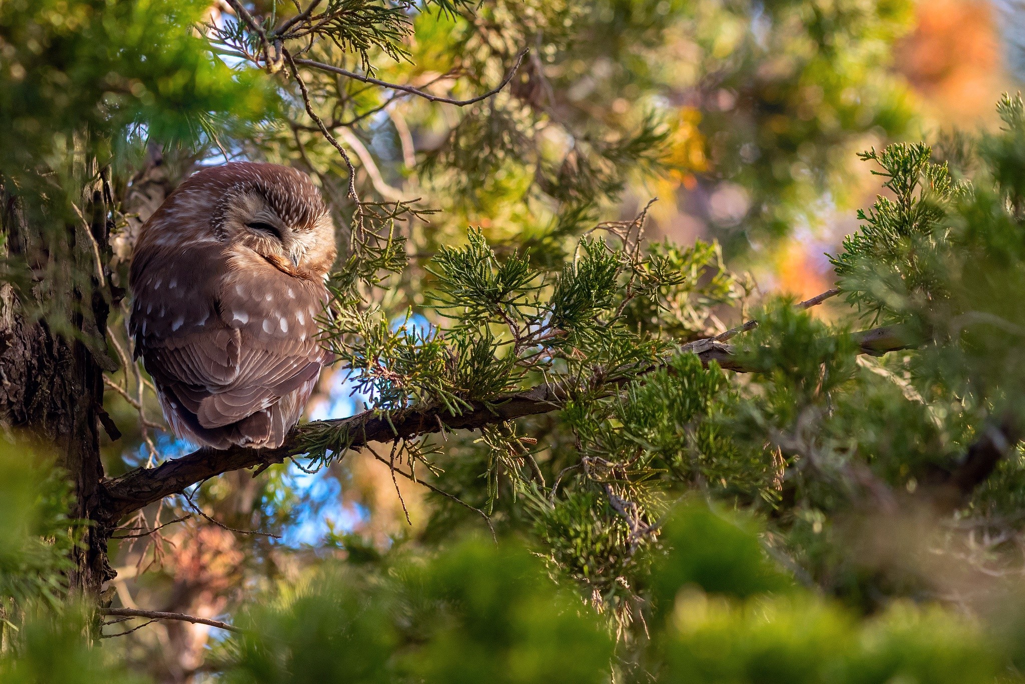birds, owl, plants, green, animals, outdoors, depth of field, pine trees, HD Wallpaper
