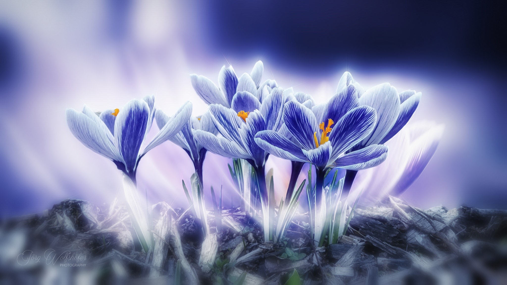blue, colorful, flowers, plants, shining, HD Wallpaper