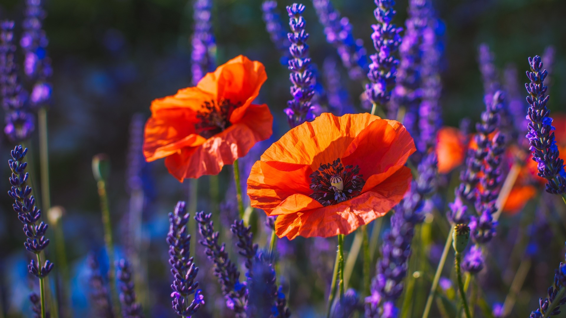plants, flowers, red flowers, colorful, HD Wallpaper