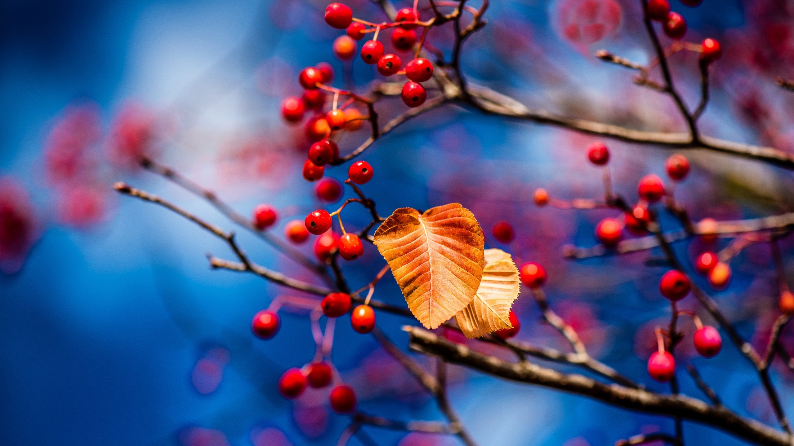 colorful, twigs, leaves, berries, plants, HD Wallpaper