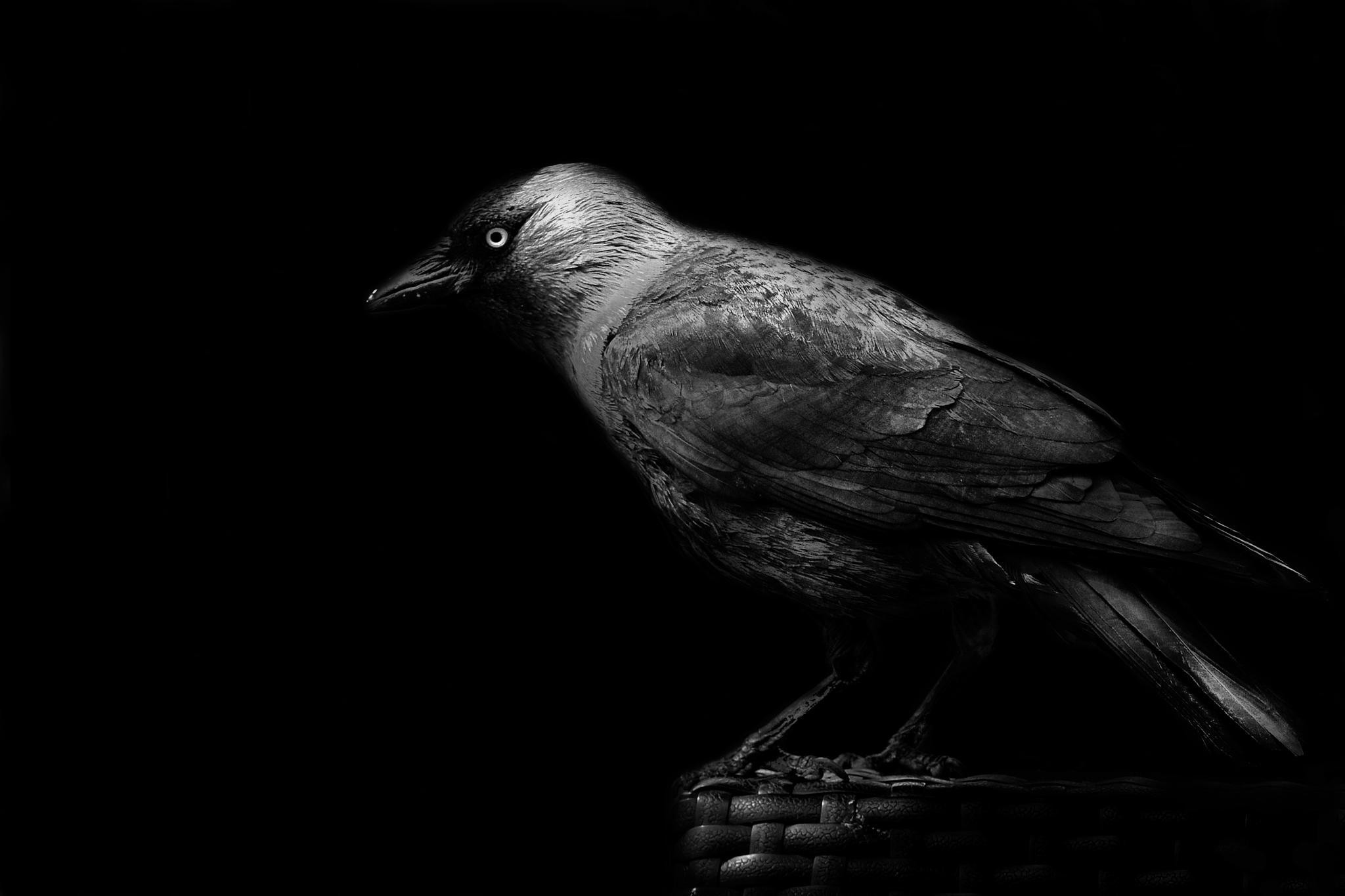 animals, dark, monochrome, birds, crow, HD Wallpaper
