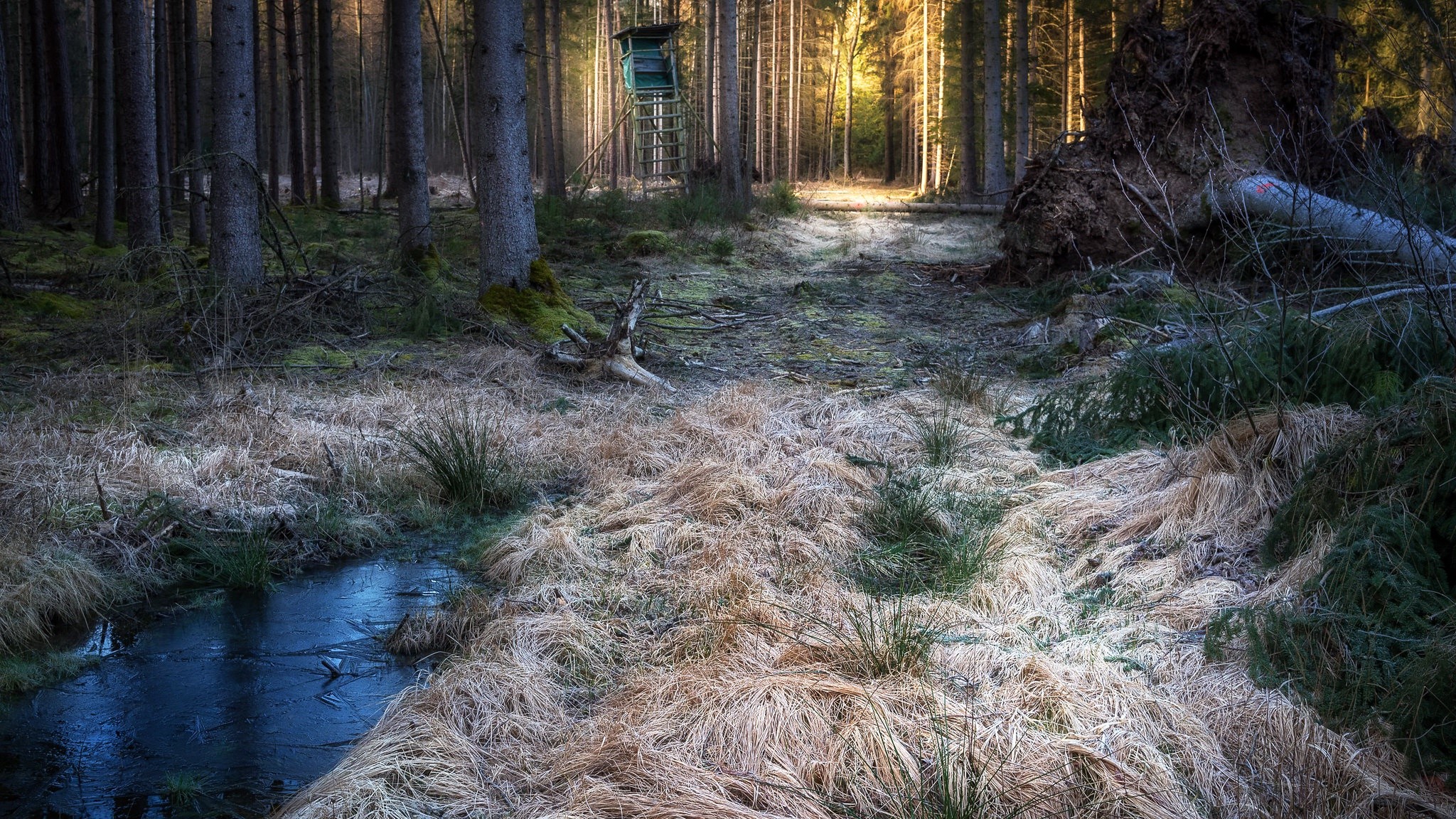 nature, trees, forest, outdoors, HD Wallpaper