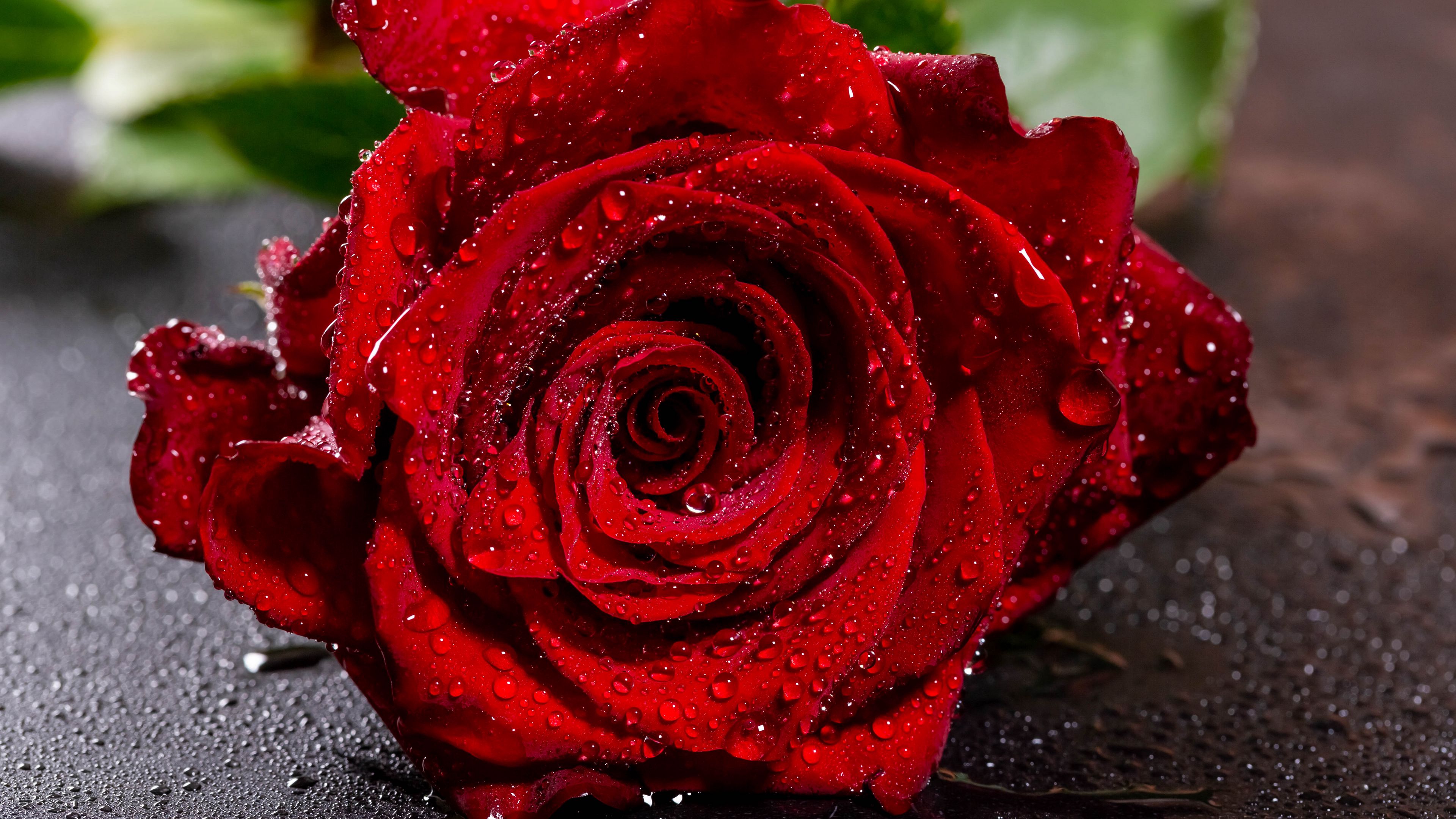 rose, red, wet, petals, drops, 4k, HD Wallpaper