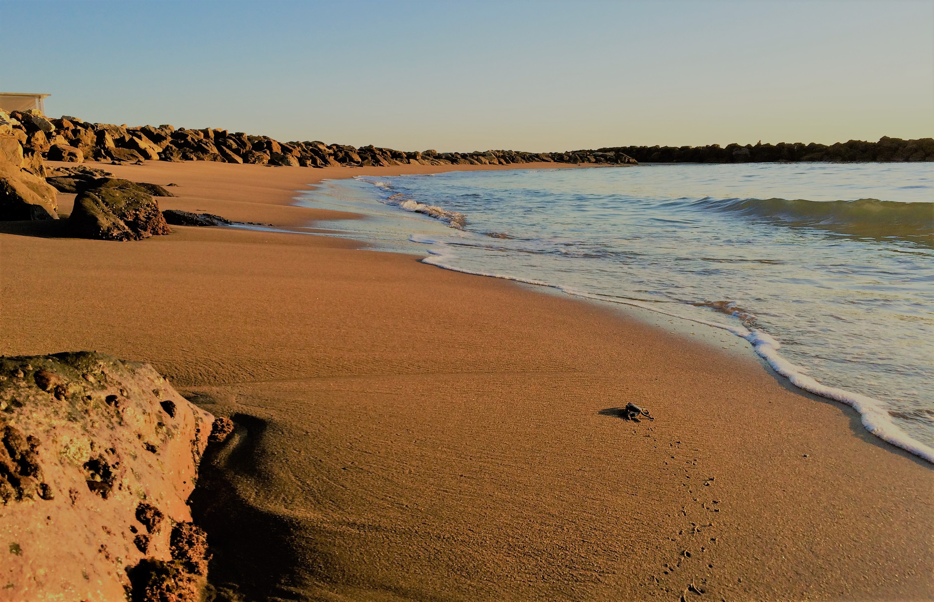 Santa Severa, sea, crabs, sand, Italy, waves, HD Wallpaper