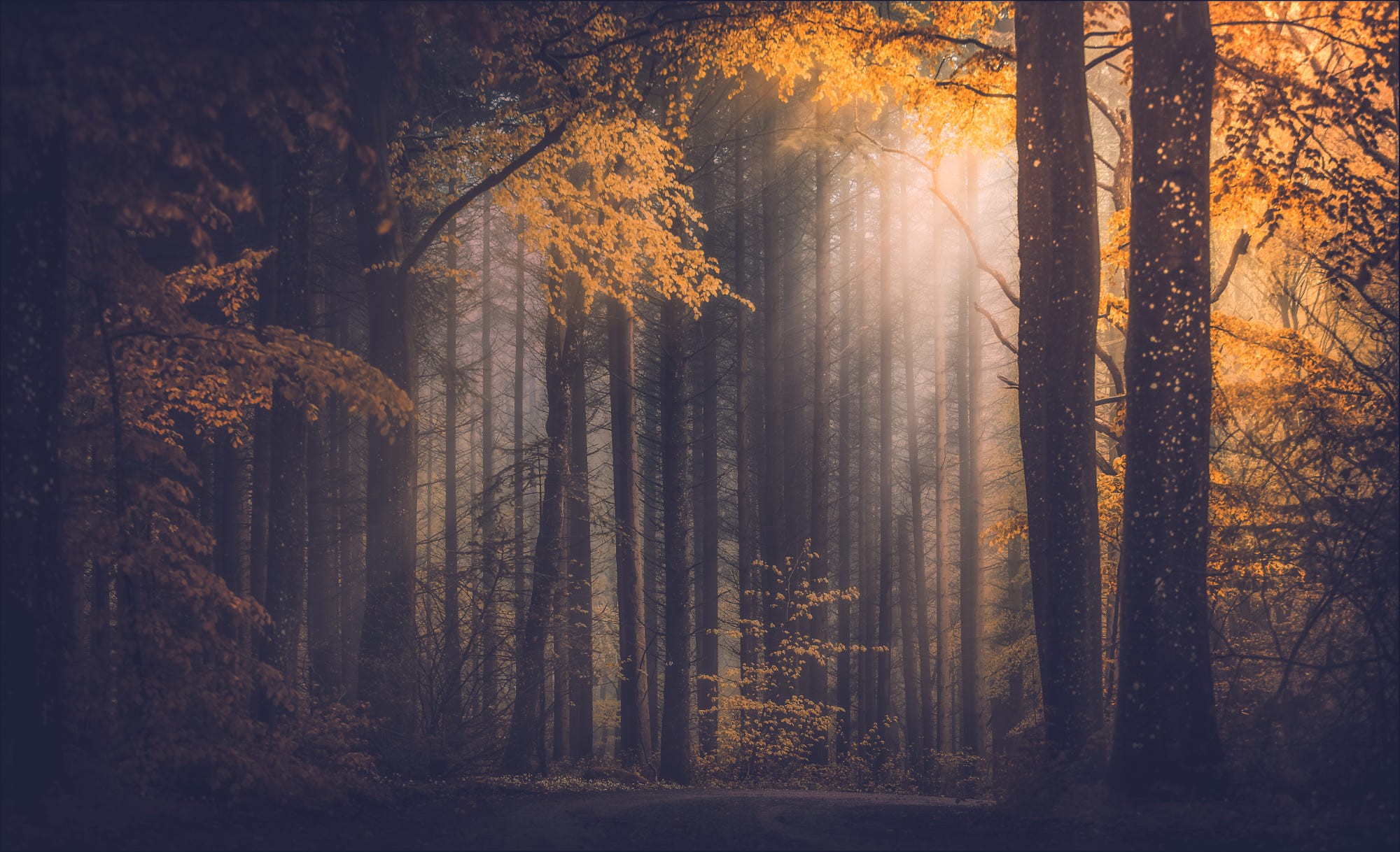 forest, trees, sun rays, fall, nature, HD Wallpaper