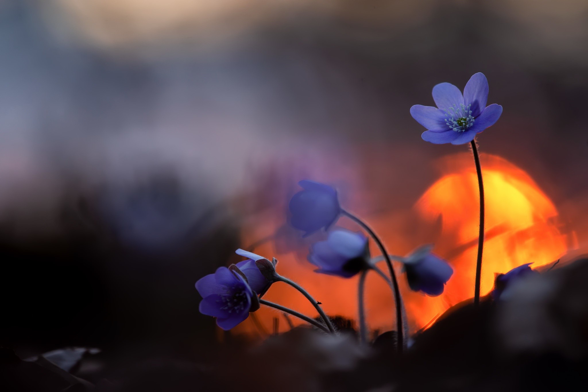 flowers, plants, nature, HD Wallpaper