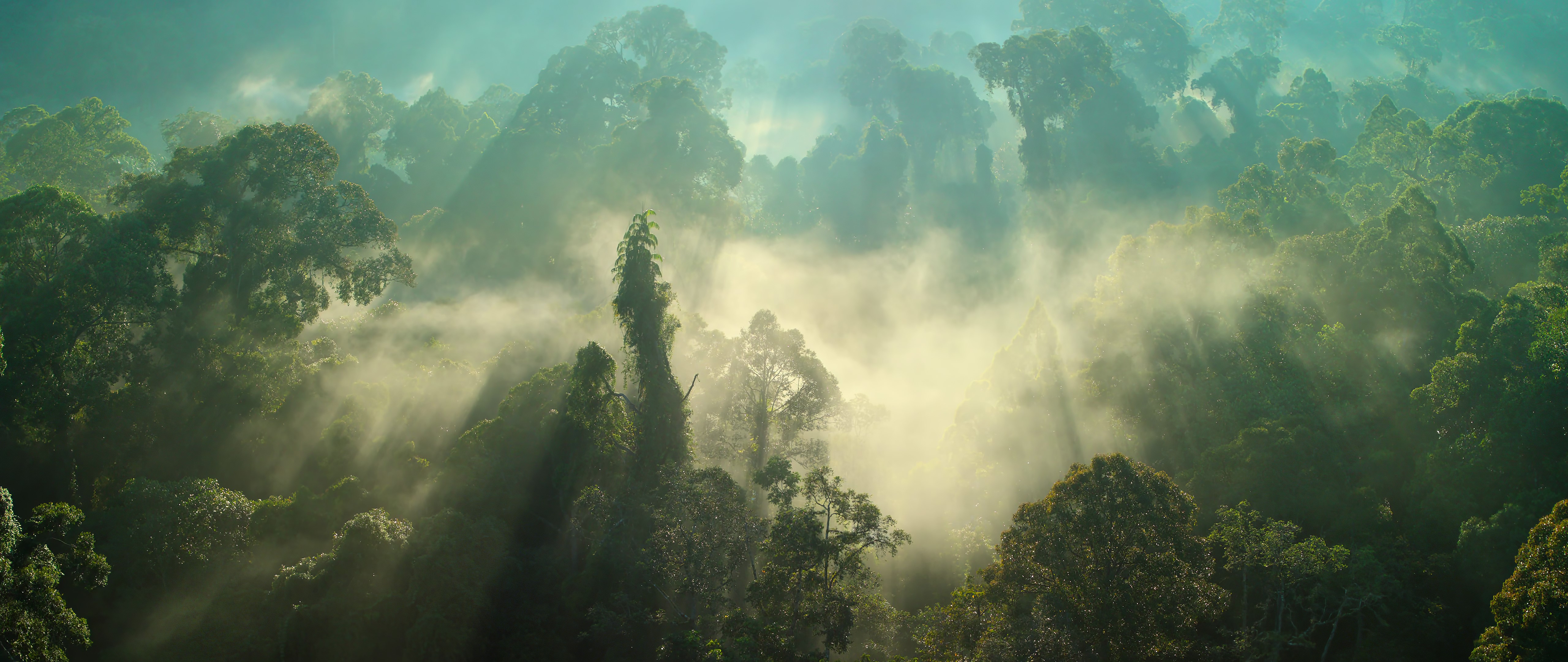 forest, mist, sun rays, HD Wallpaper