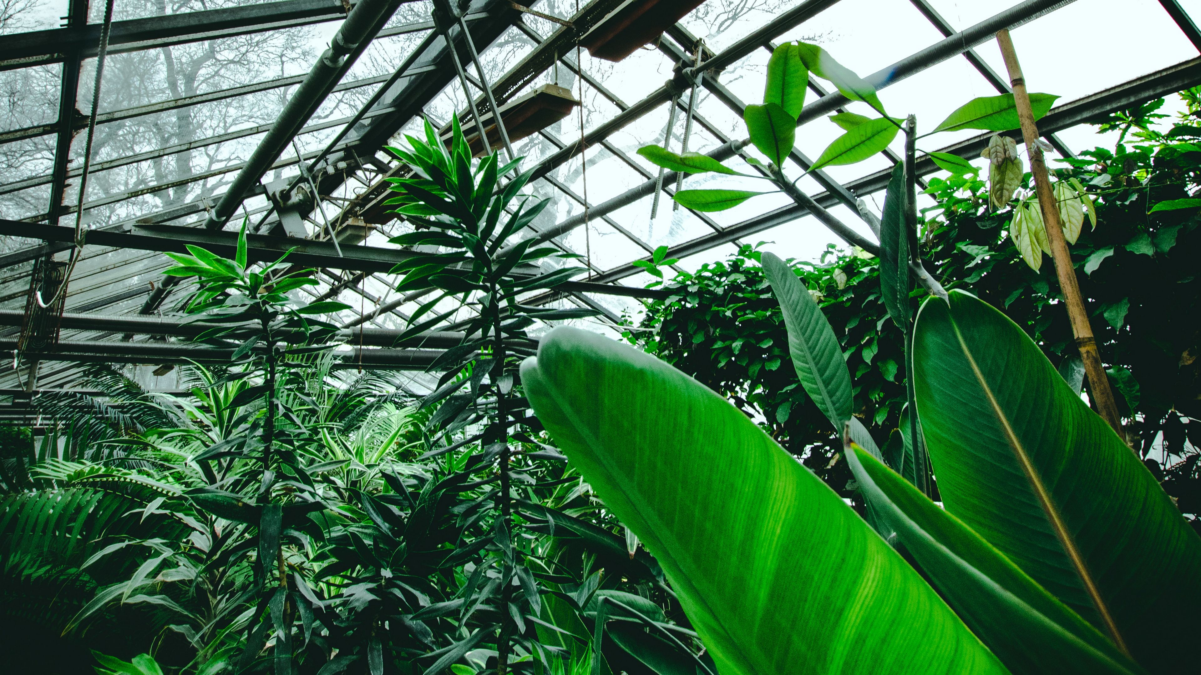 greenhouse, plants, tropical, leaves, green, 4k, HD Wallpaper