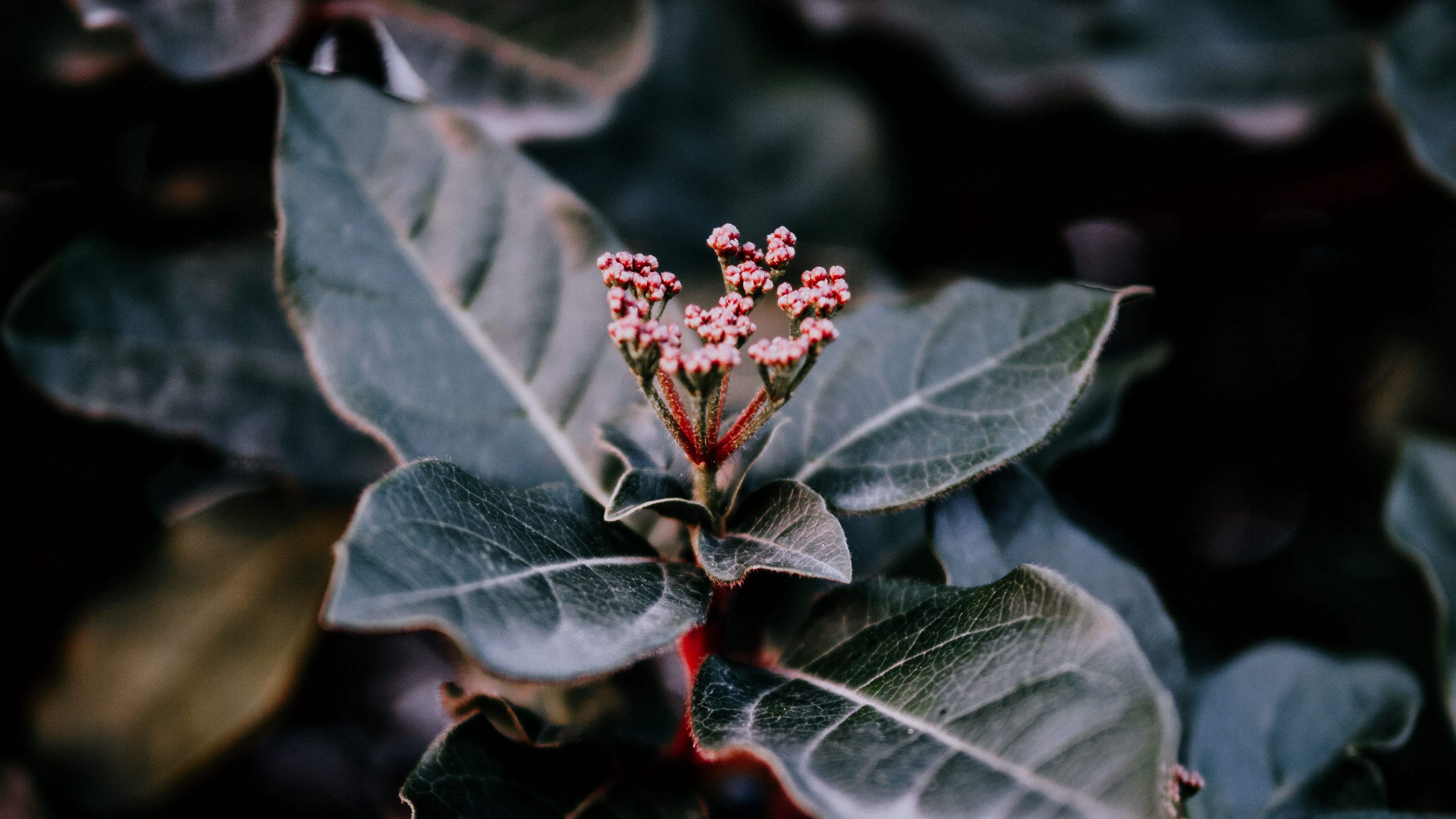 plant, leaves, macro, blur, branch, 4k, HD Wallpaper
