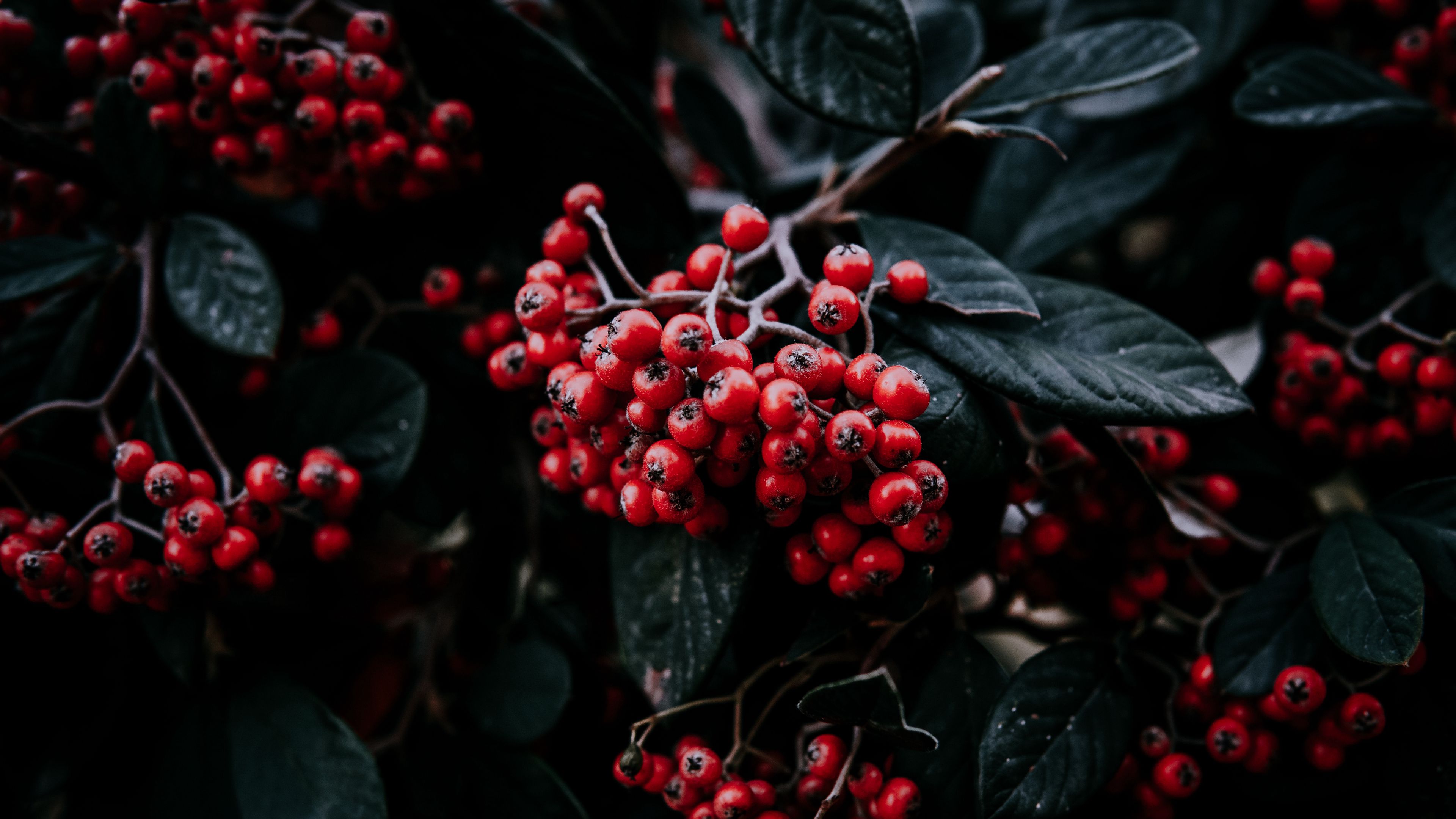 rowan berries, branch, leaves, vegetation, 4k, HD Wallpaper