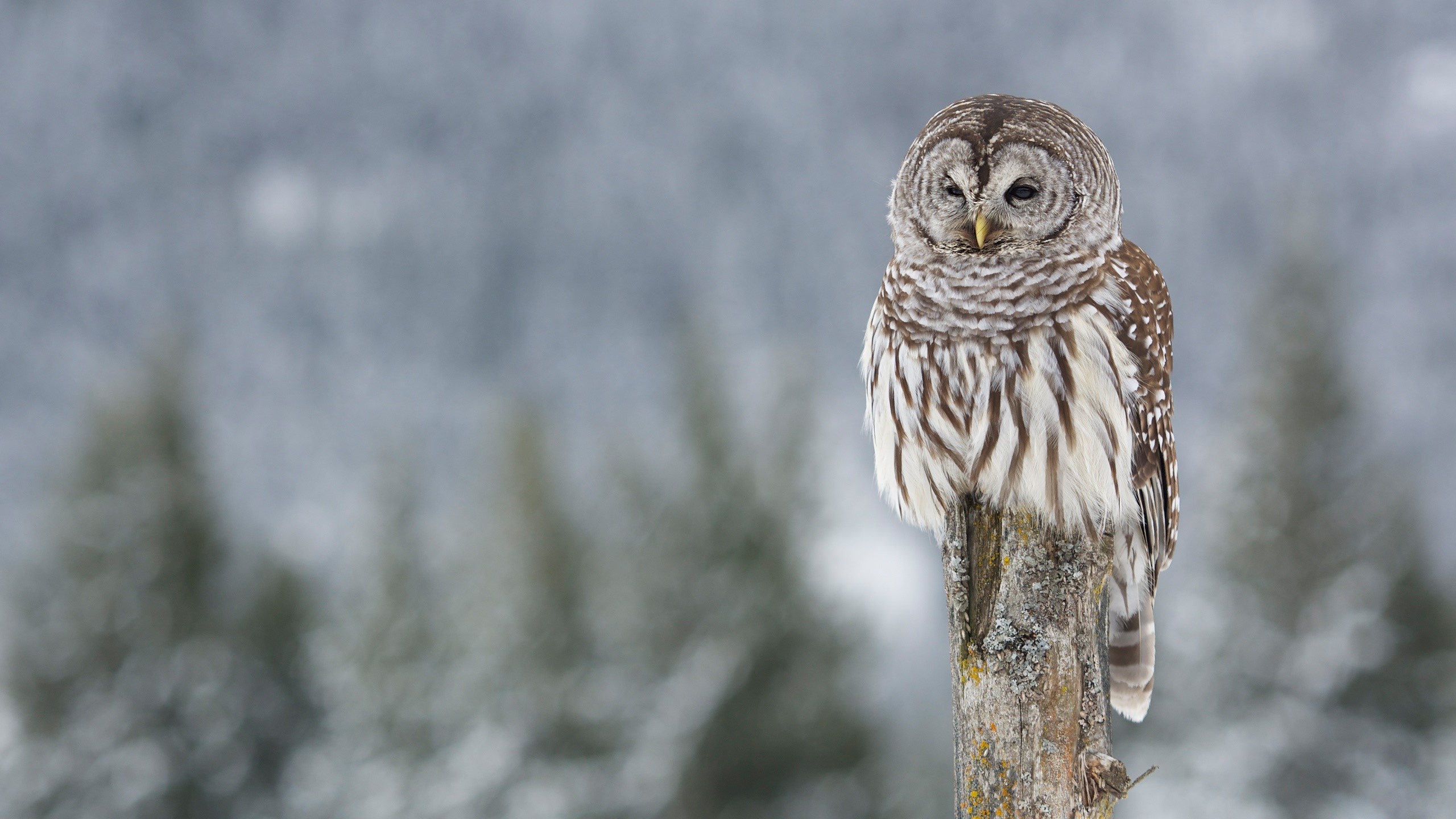 birds, animals, owl, depth of field, HD Wallpaper