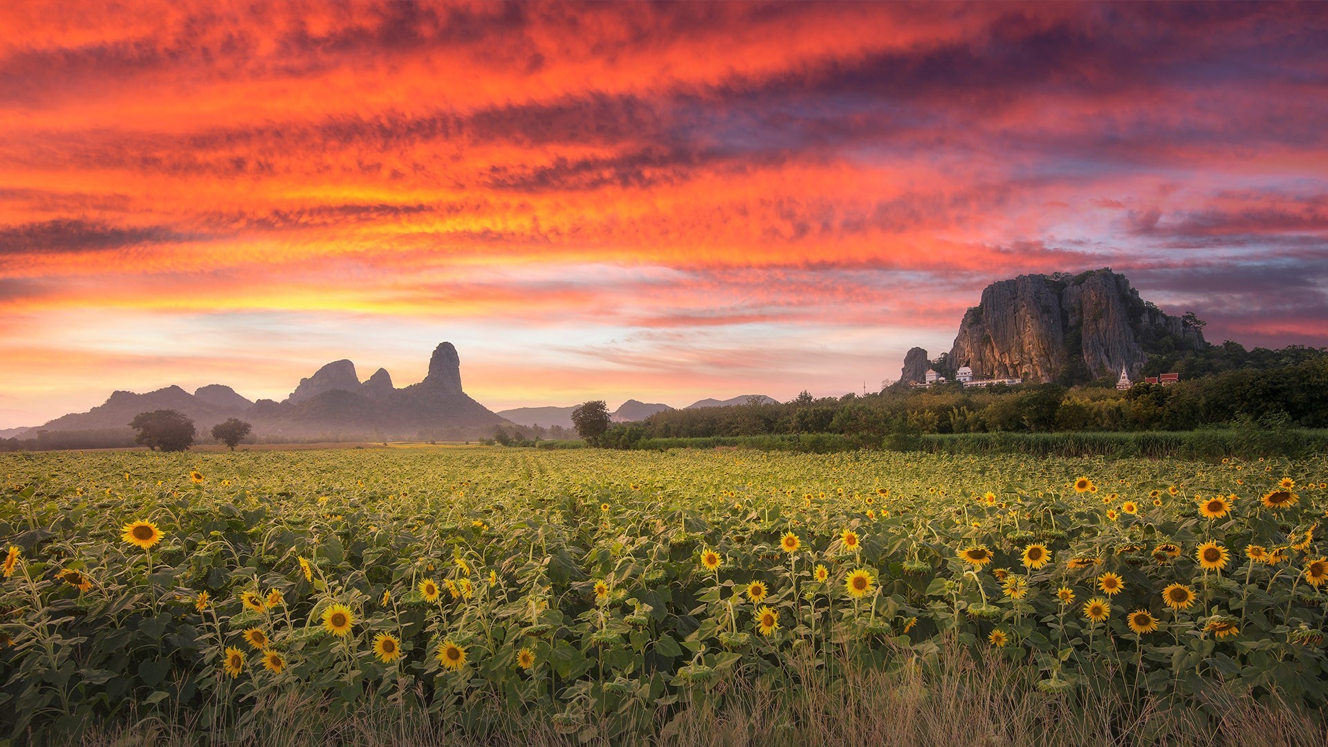 nature, landscape, mountains, trees, field, clouds, sunset, plants, sunflowers, sky, Thailand, HD Wallpaper