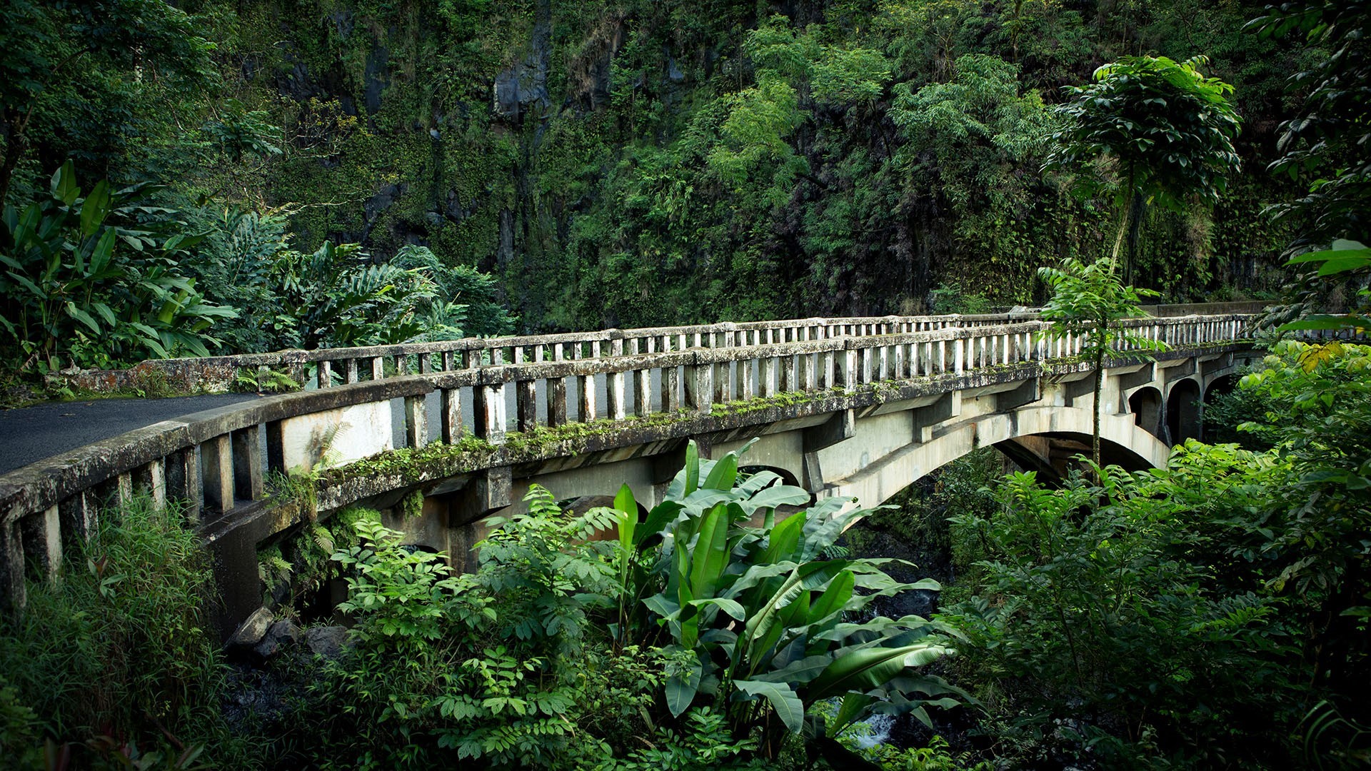 nature, grass, moss, trees, forest, bridge, plants, rainforest, Hawaii, USA, HD Wallpaper