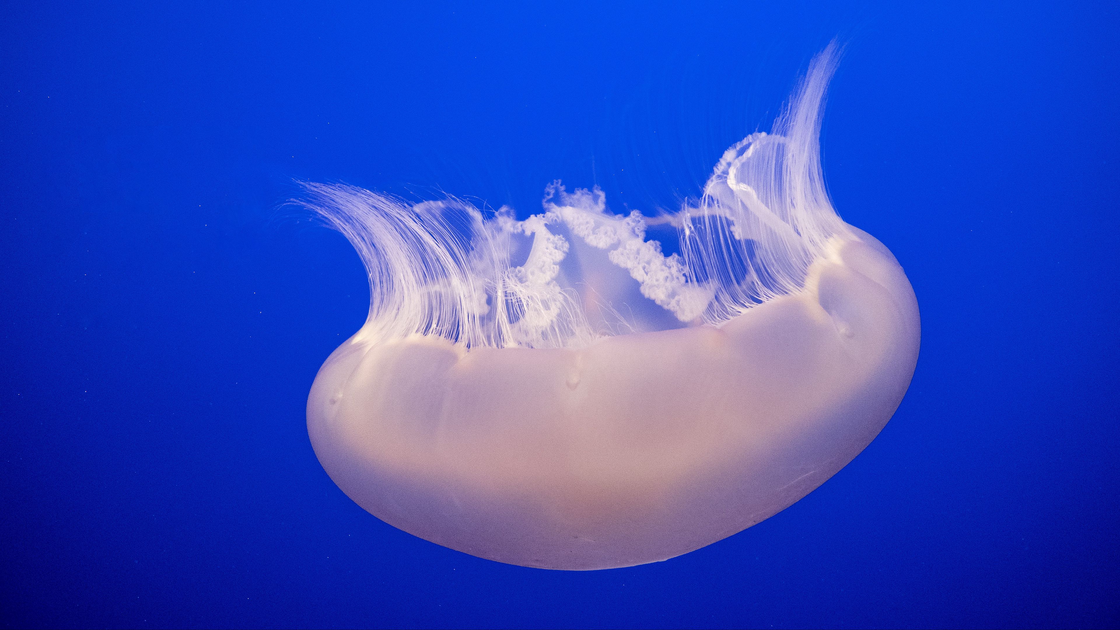jellyfish, tentacles, swimming, water, macro, 4k, HD Wallpaper
