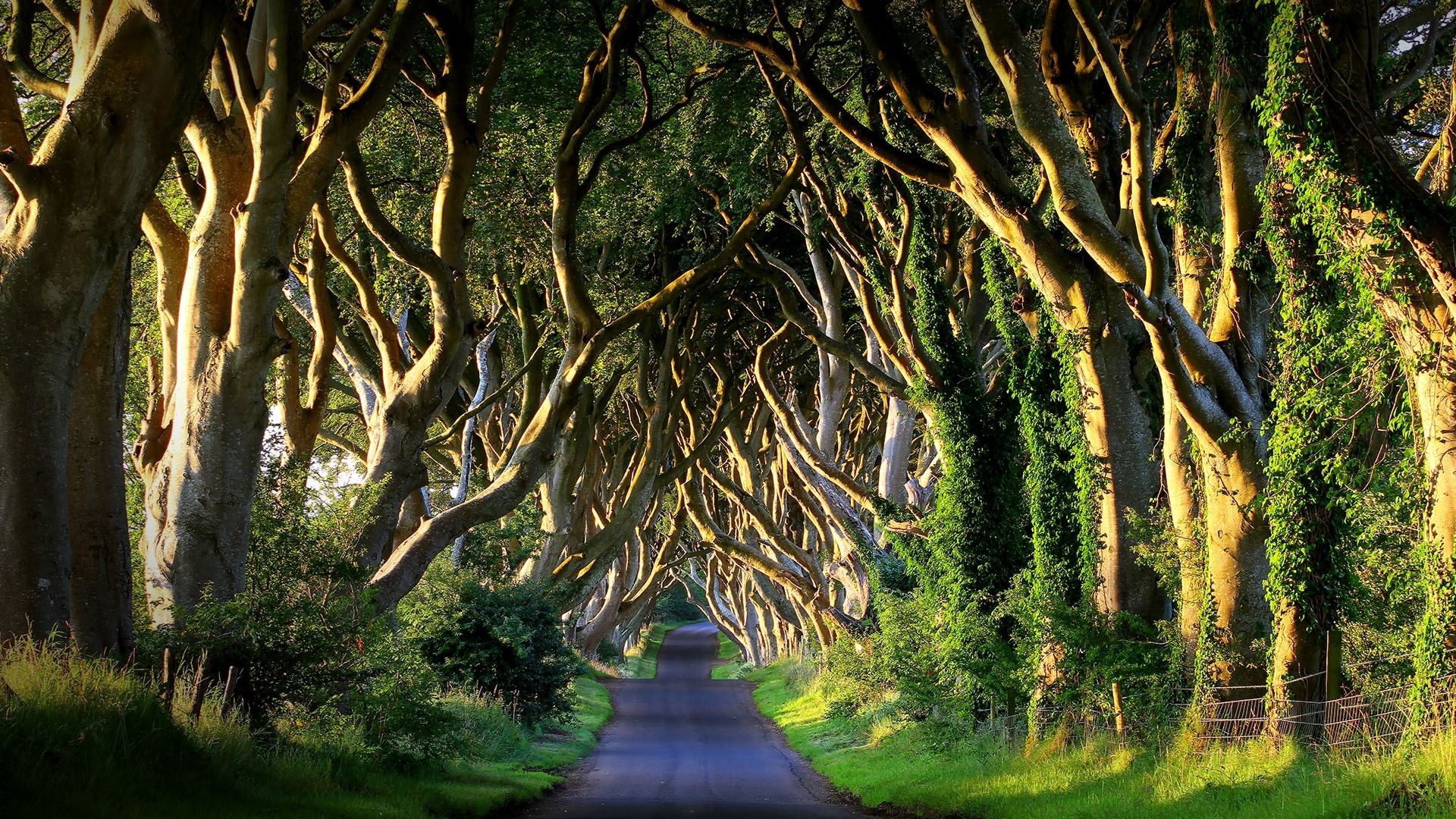 nature, landscape, far view, trees, plants, grass, fence, sunlight, road, Ireland, UK, HD Wallpaper