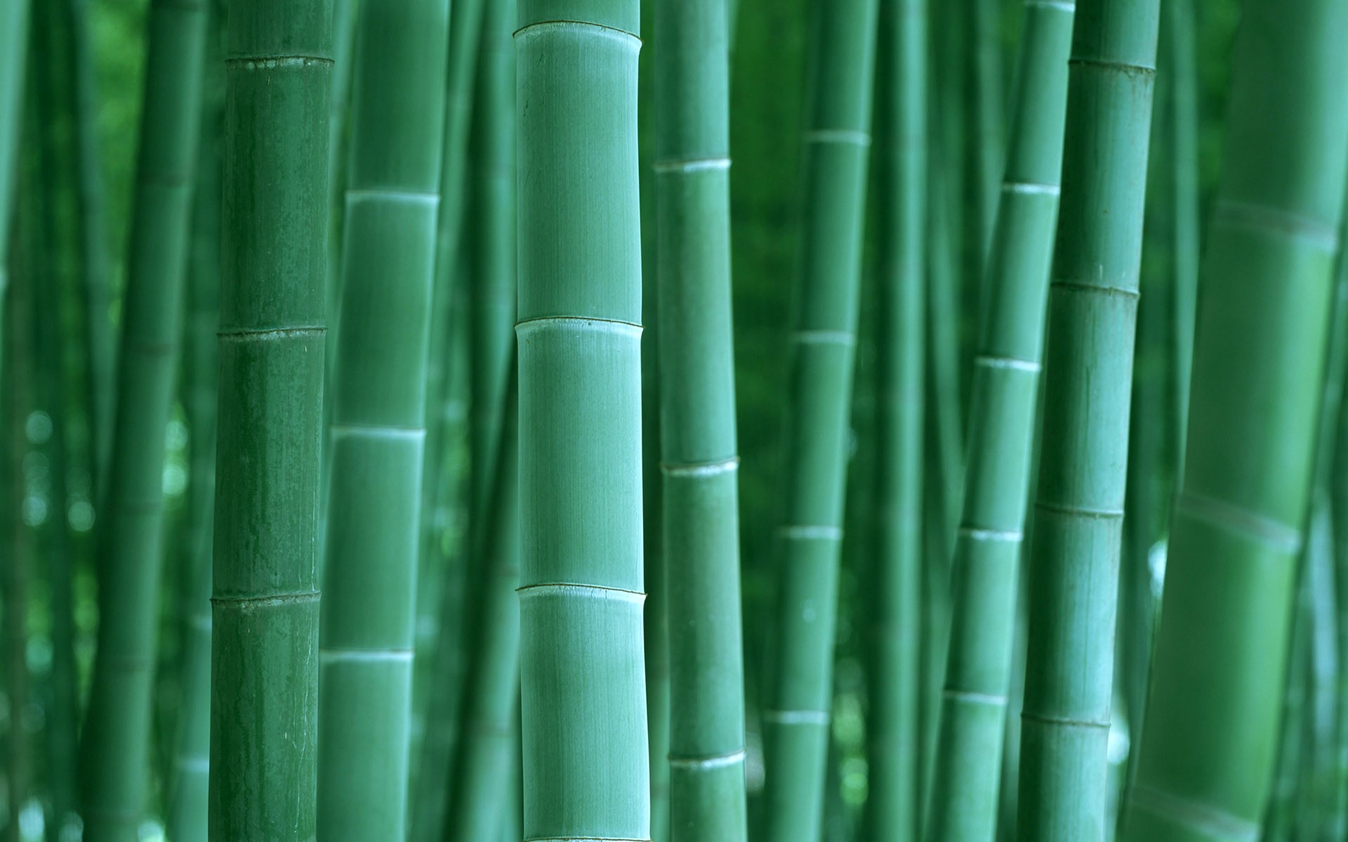 bamboo, nature, green, HD Wallpaper