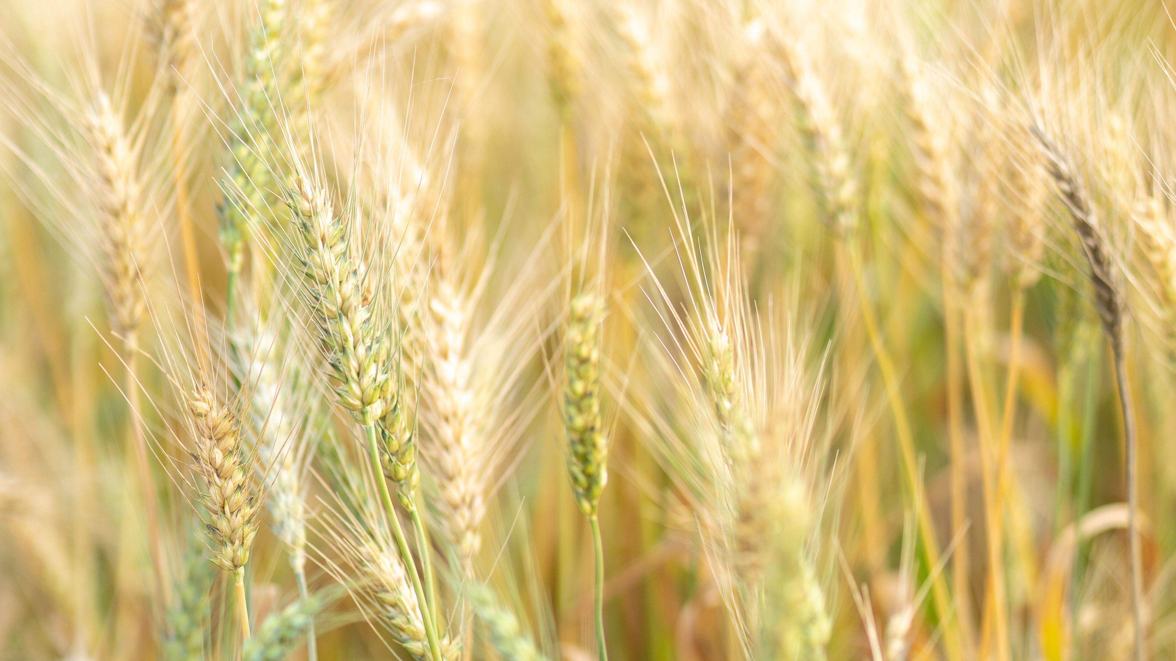 ears, macro, grass, vegetation, 4k, HD Wallpaper