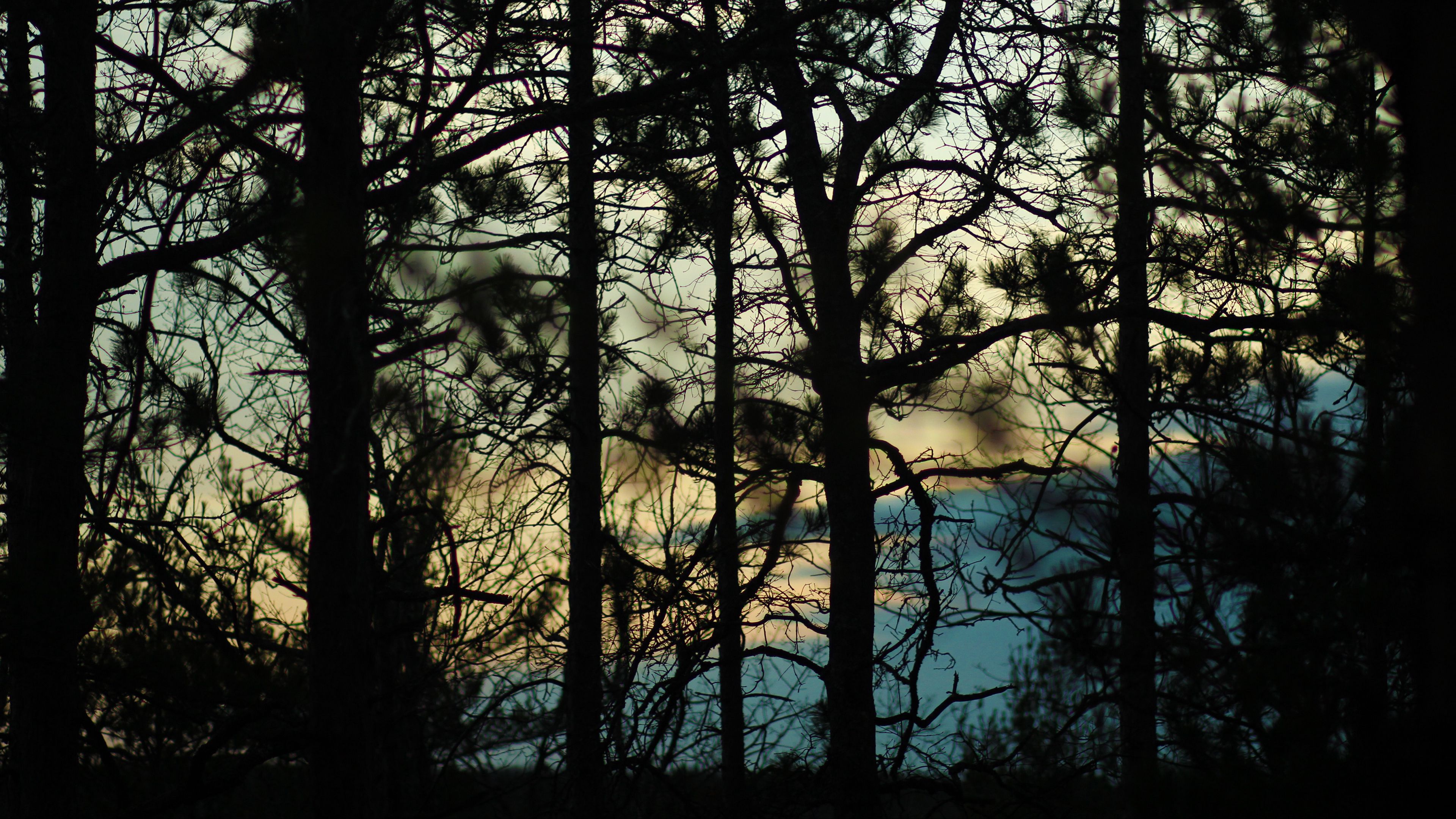branches, trees, shadows, blur, dark, 4k, HD Wallpaper