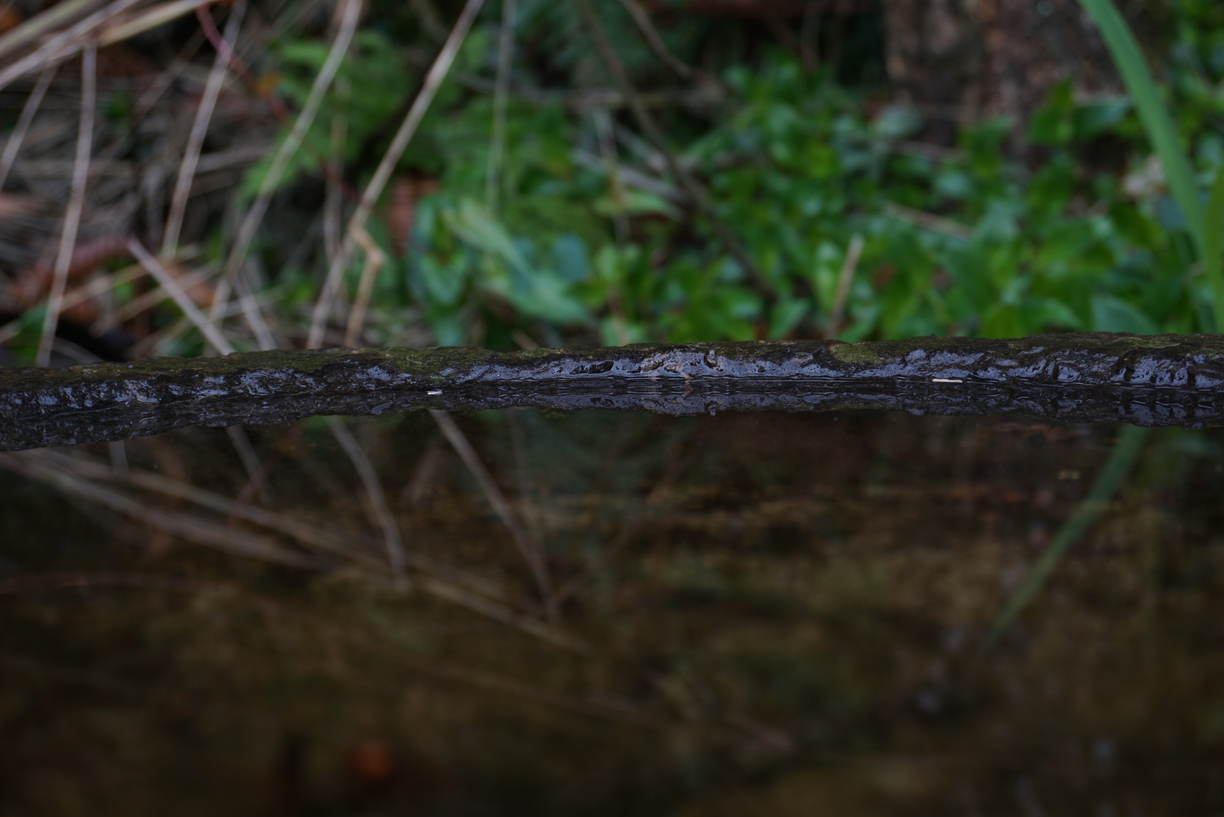 water, nature, reflection, plants, HD Wallpaper