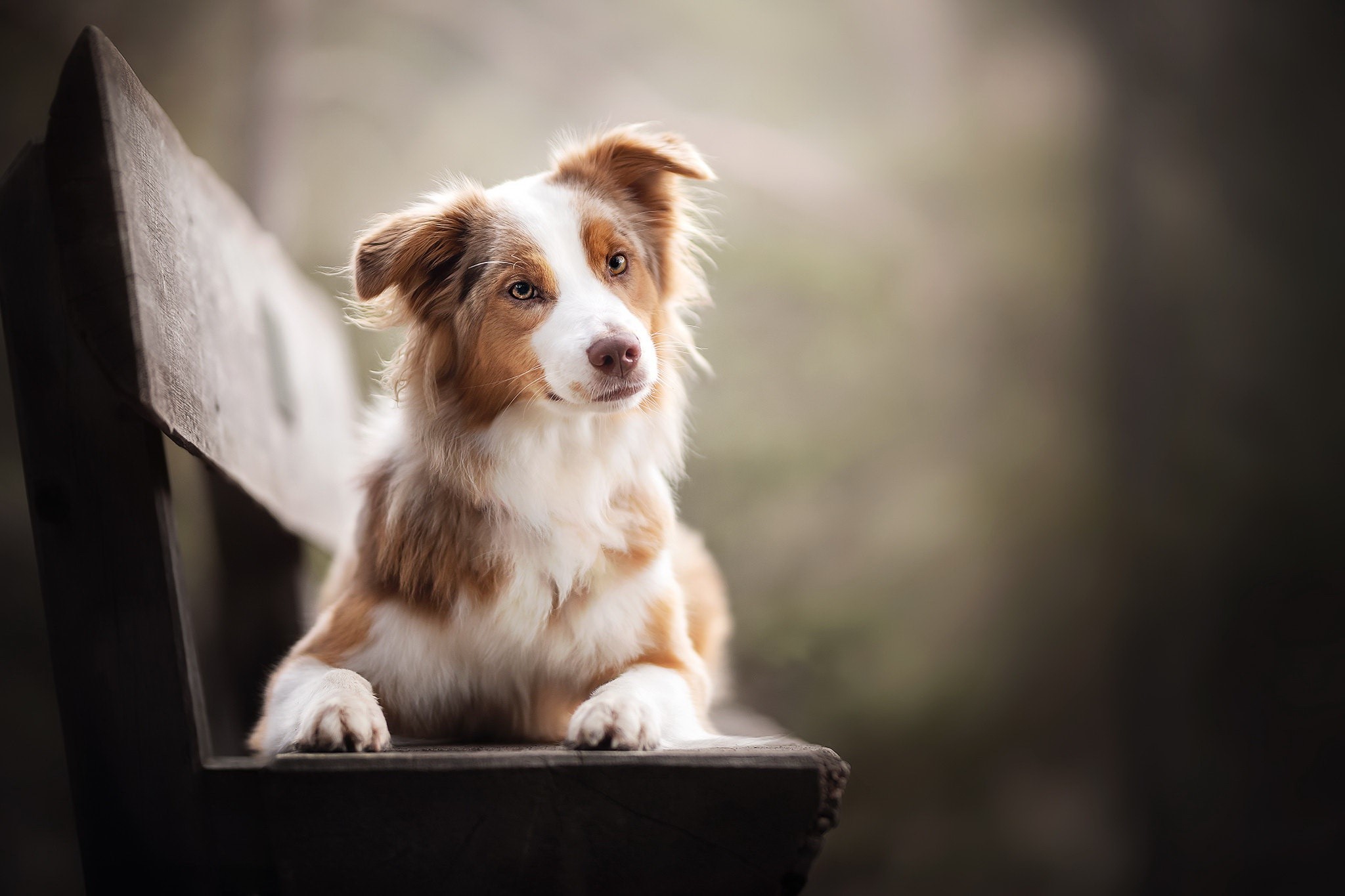 outdoors, bench, animals, dog, mammals, HD Wallpaper
