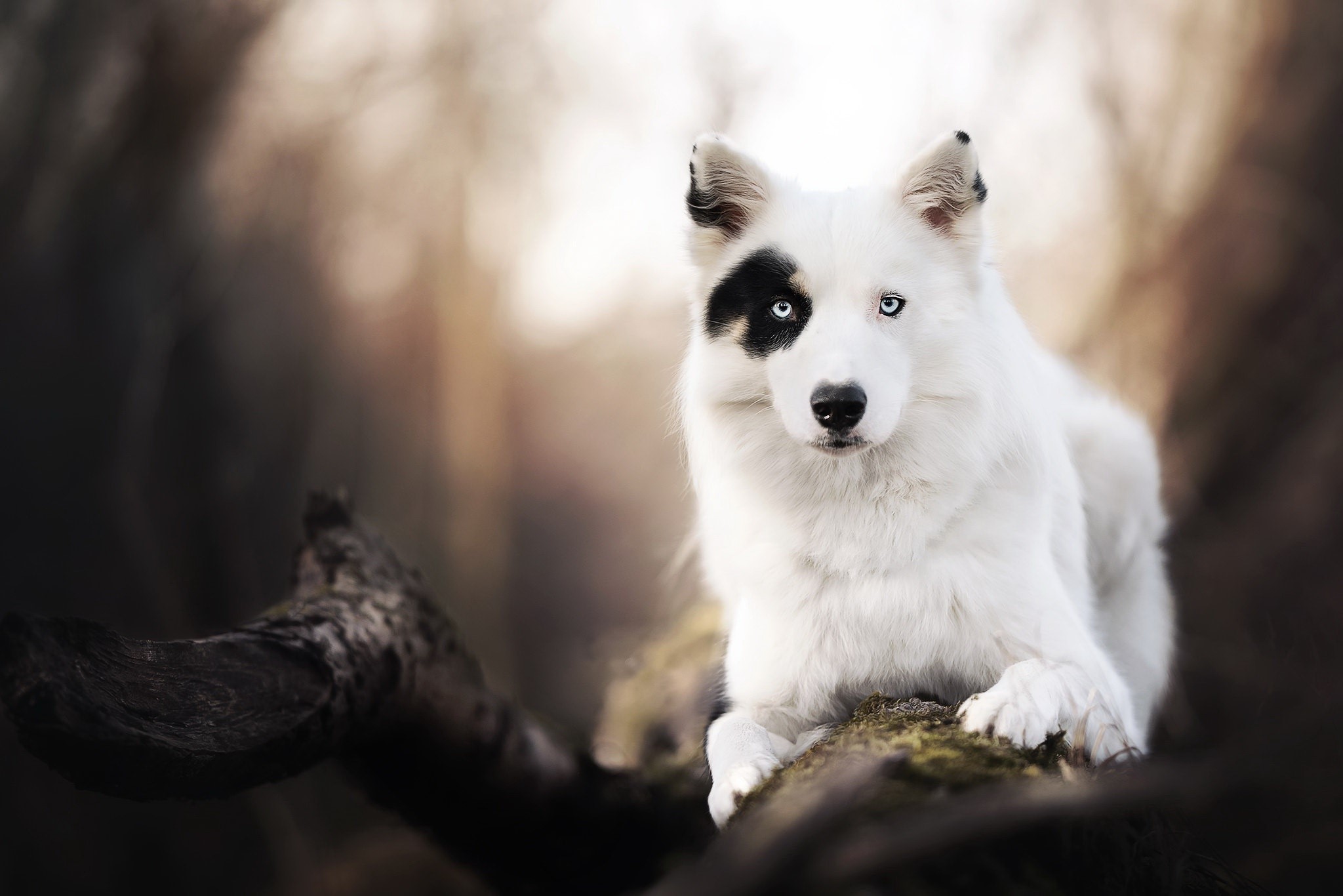 dog, animals, mammals, outdoors, HD Wallpaper