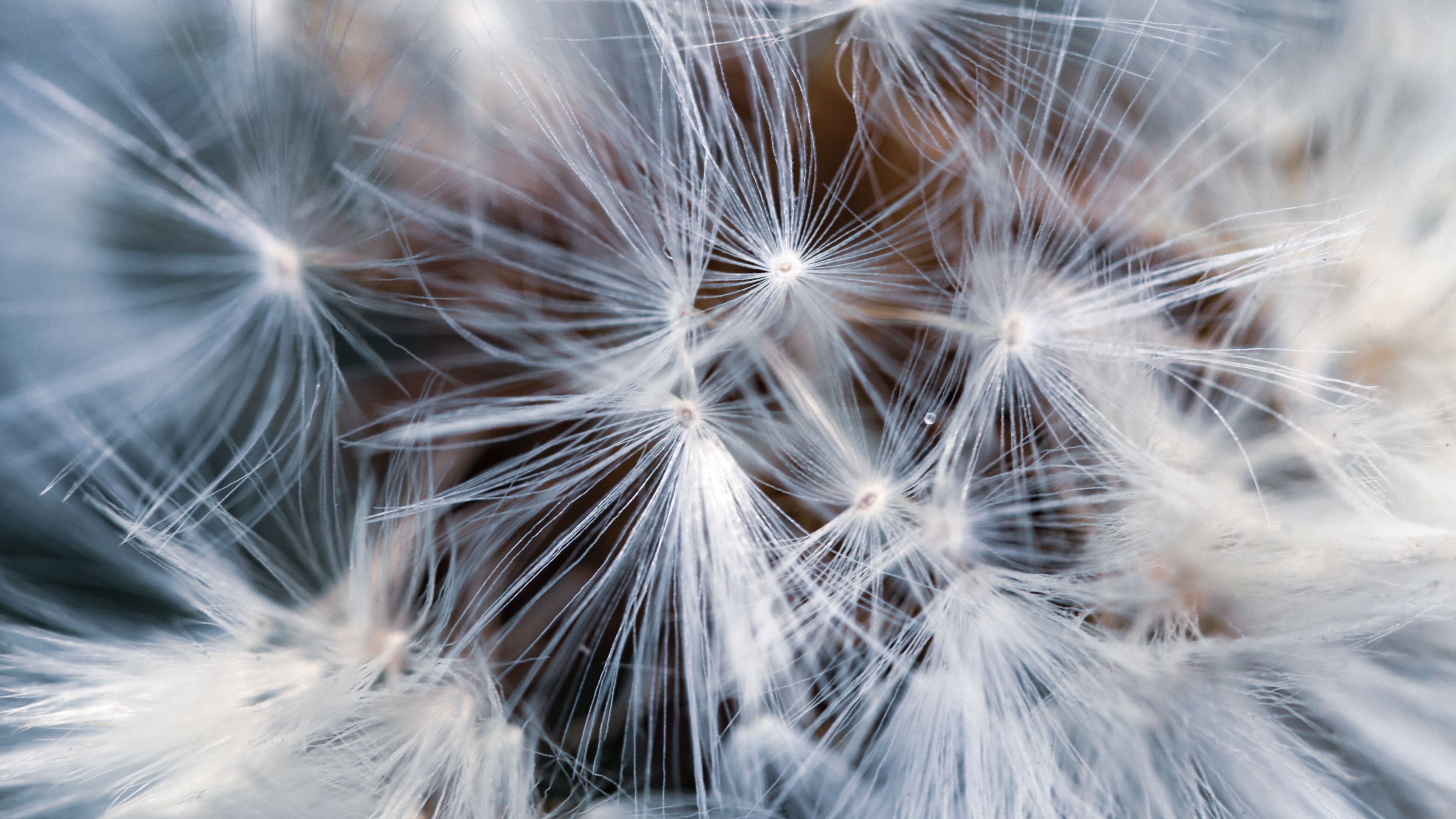 dandelion, macro, fluff, 4k, HD Wallpaper