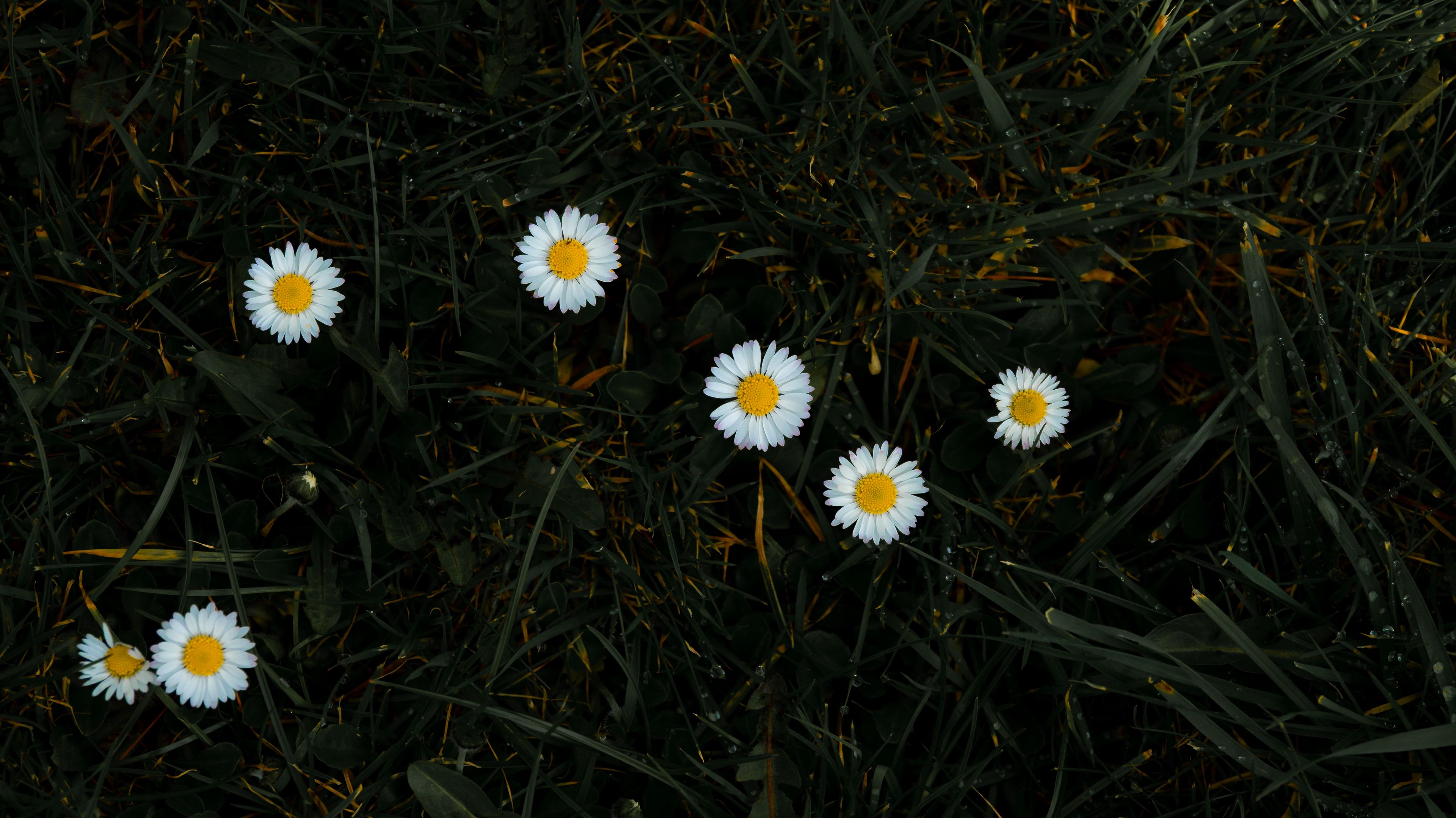 chamomile, flowers, grass, bloom, 4k, HD Wallpaper