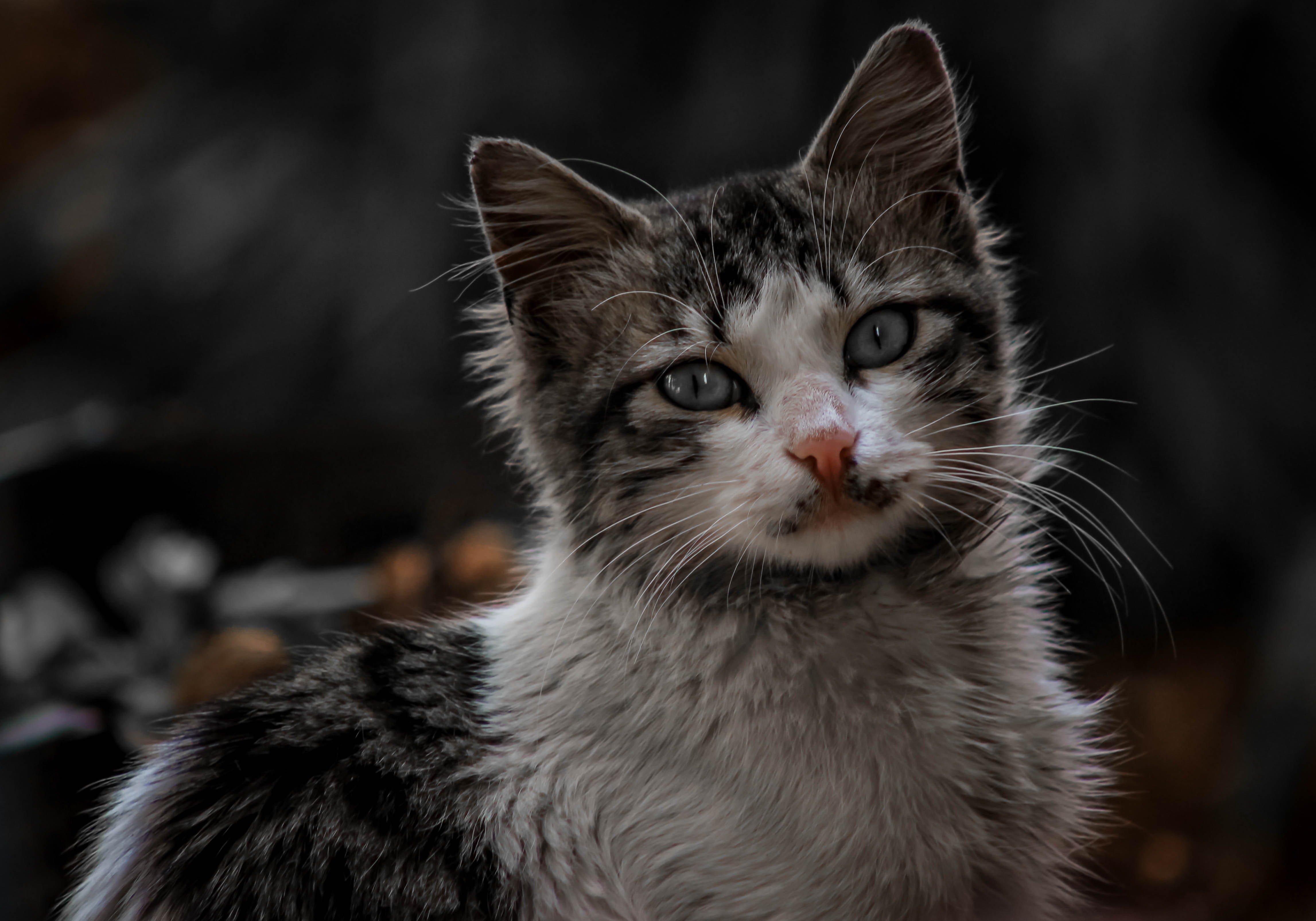cats, depth of field, animal eyes, looking at viewer, kittens, HD Wallpaper