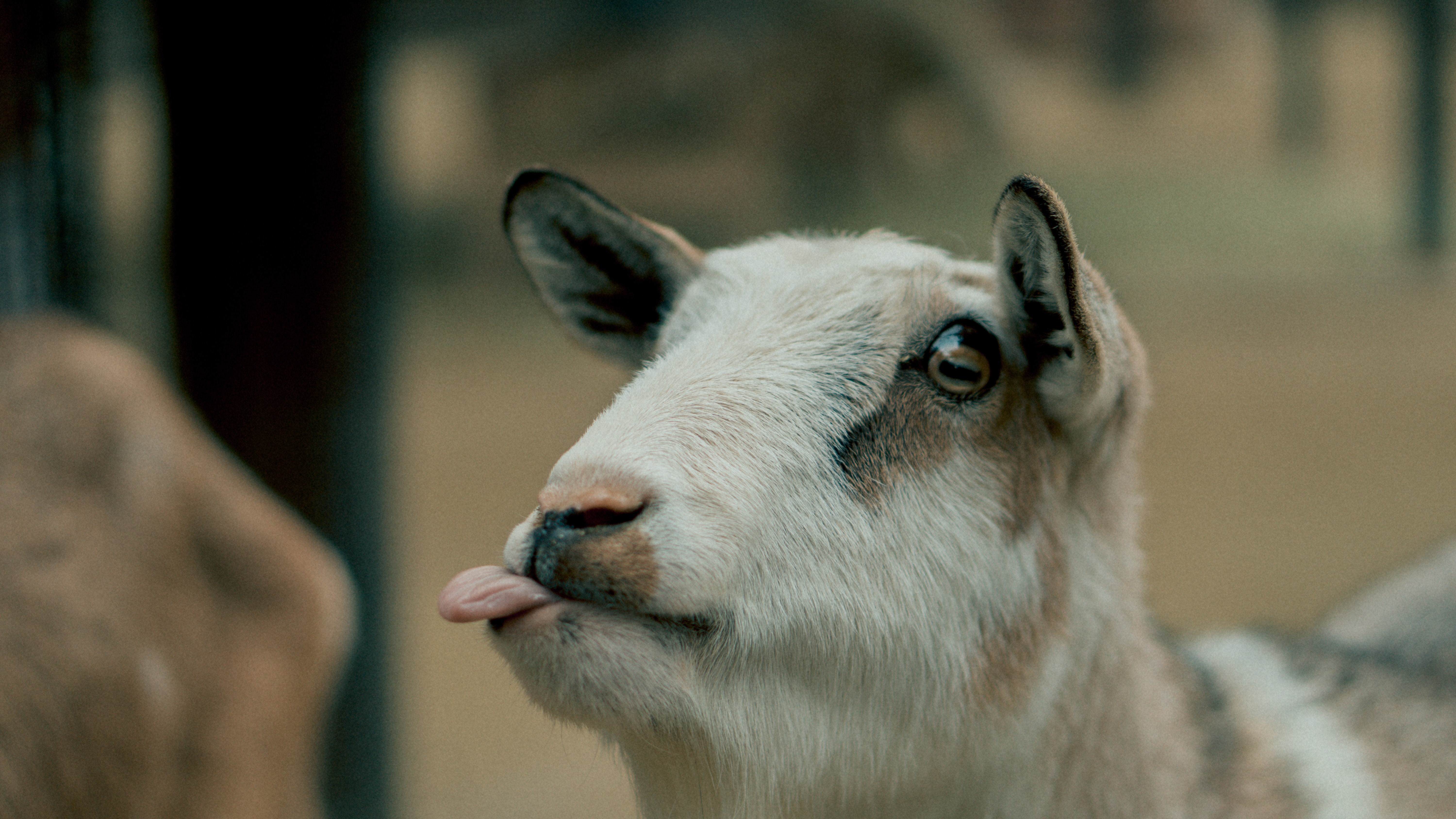 goat, animal eyes, animal ears, tongue out, depth of field, HD Wallpaper