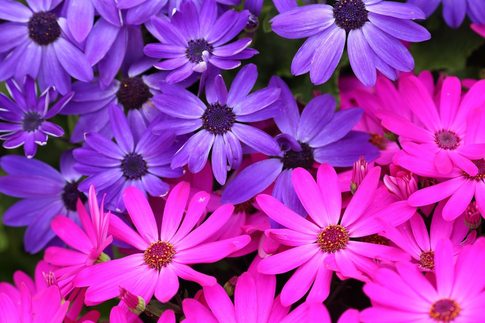 colorful, flowers, plants, HD Wallpaper