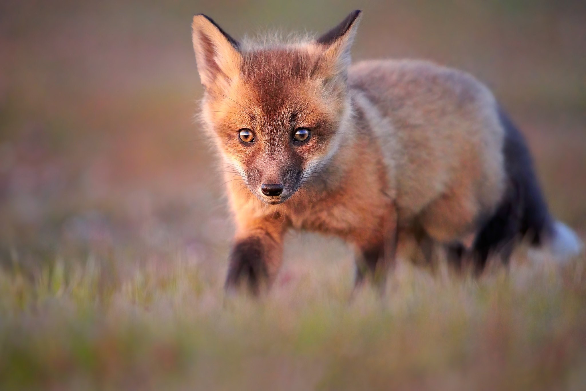 fox, grass, animals, mammals, HD Wallpaper