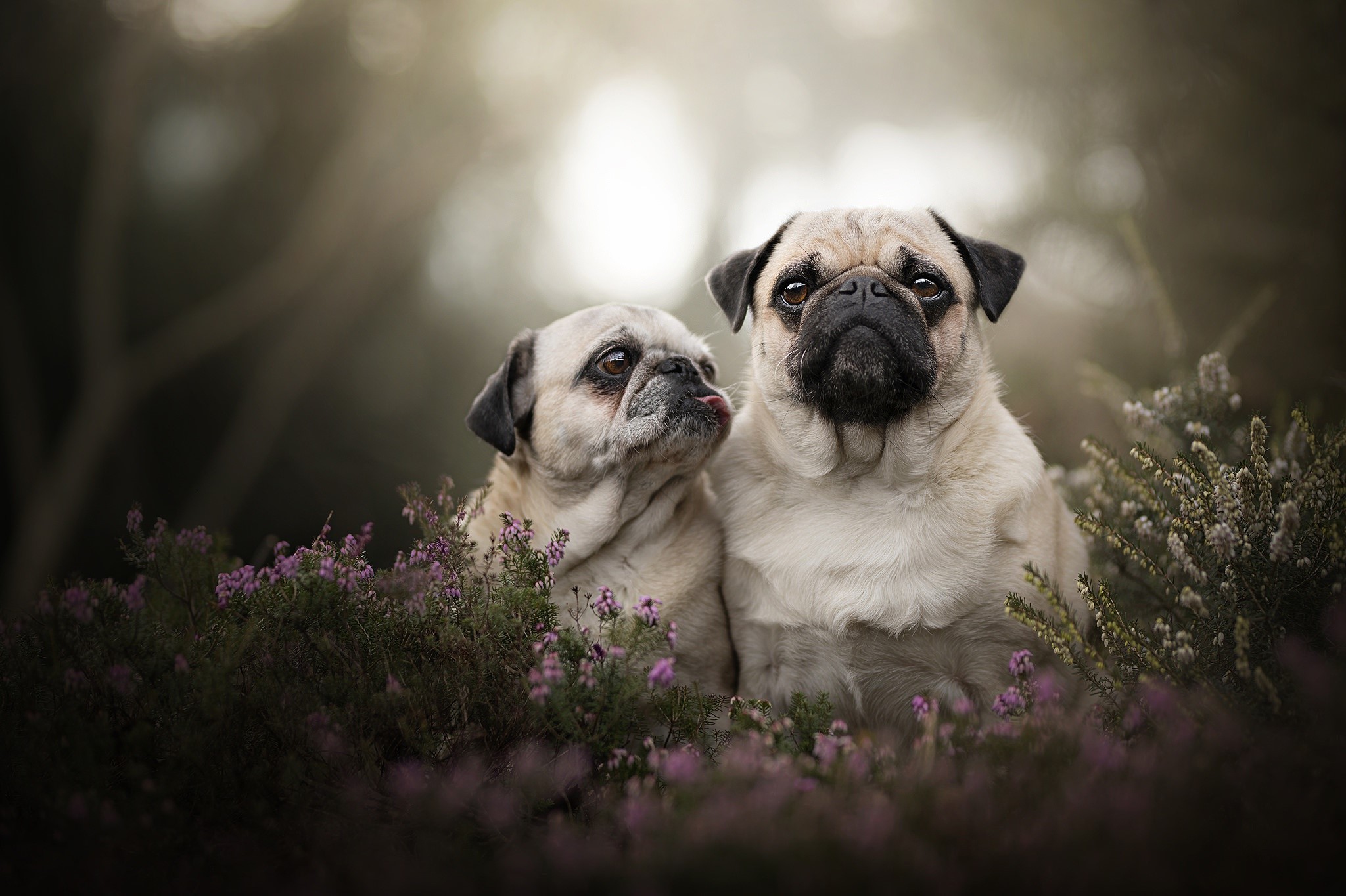 outdoors, dog, animals, mammals, HD Wallpaper