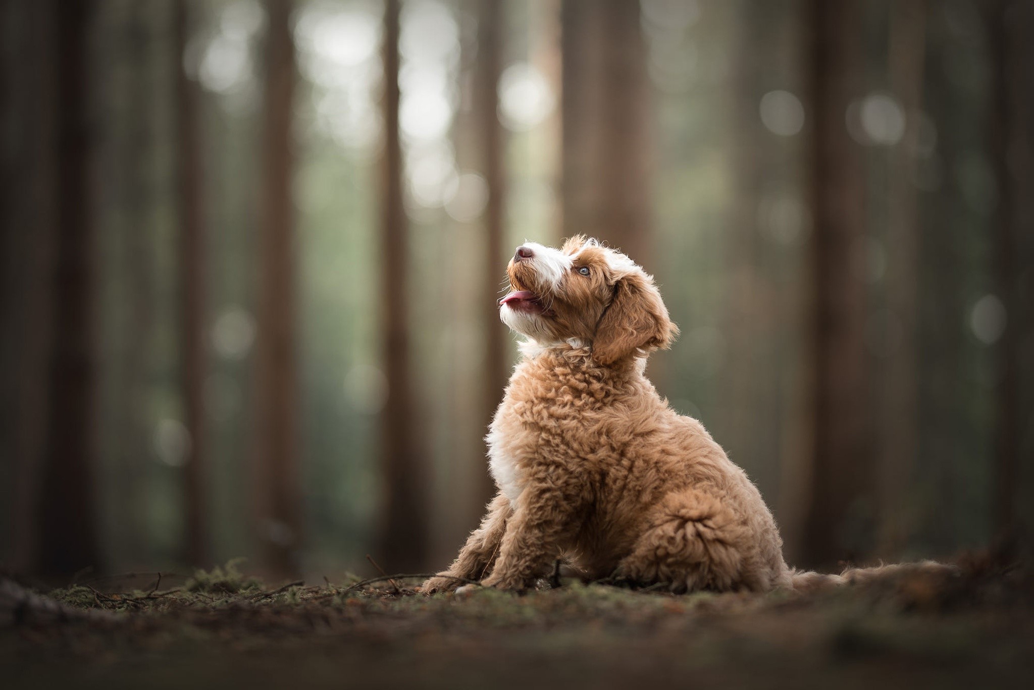 outdoors, dog, animals, mammals, HD Wallpaper
