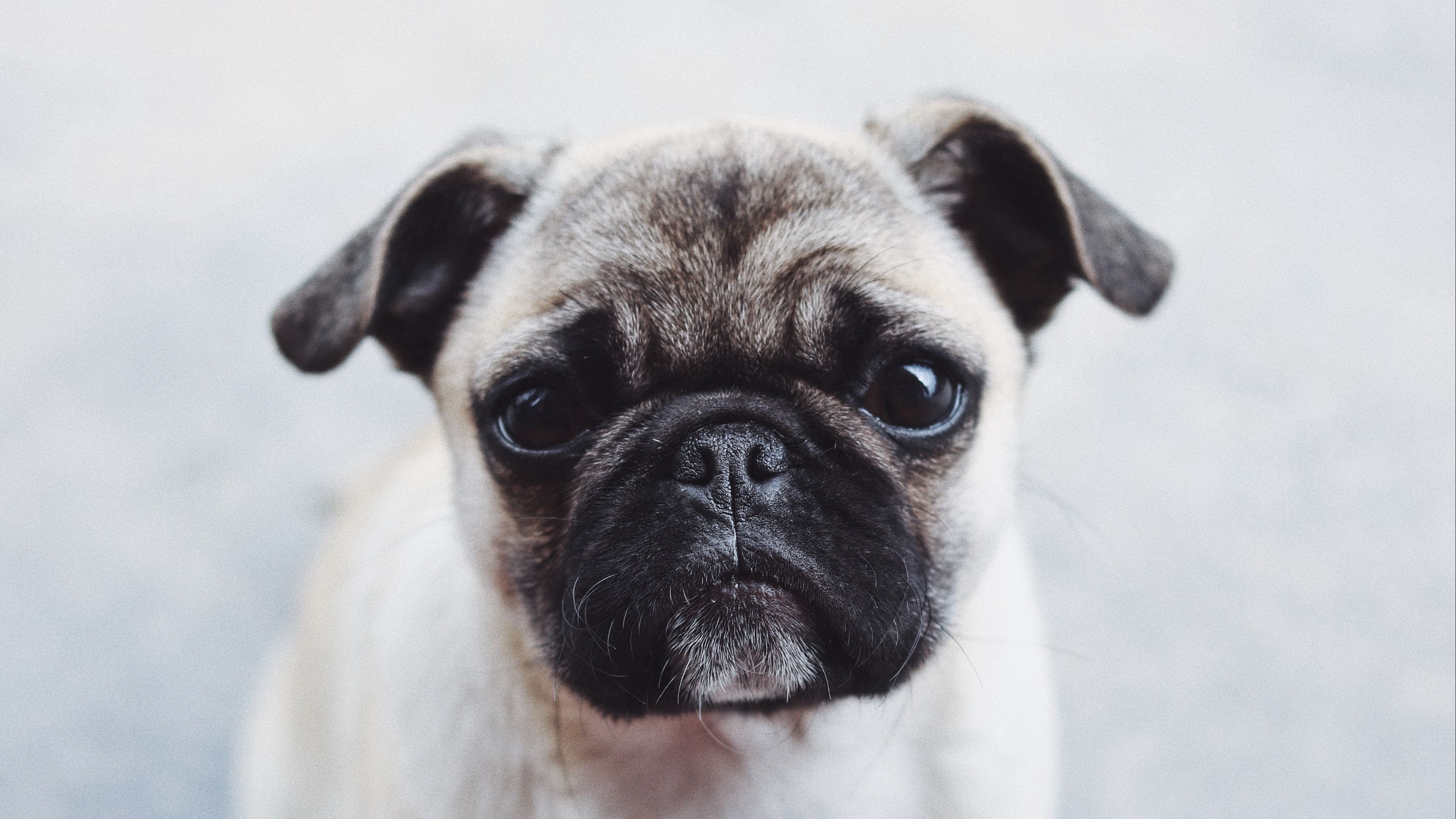 pug, dog, puppy, muzzle, cute, 4k, HD Wallpaper