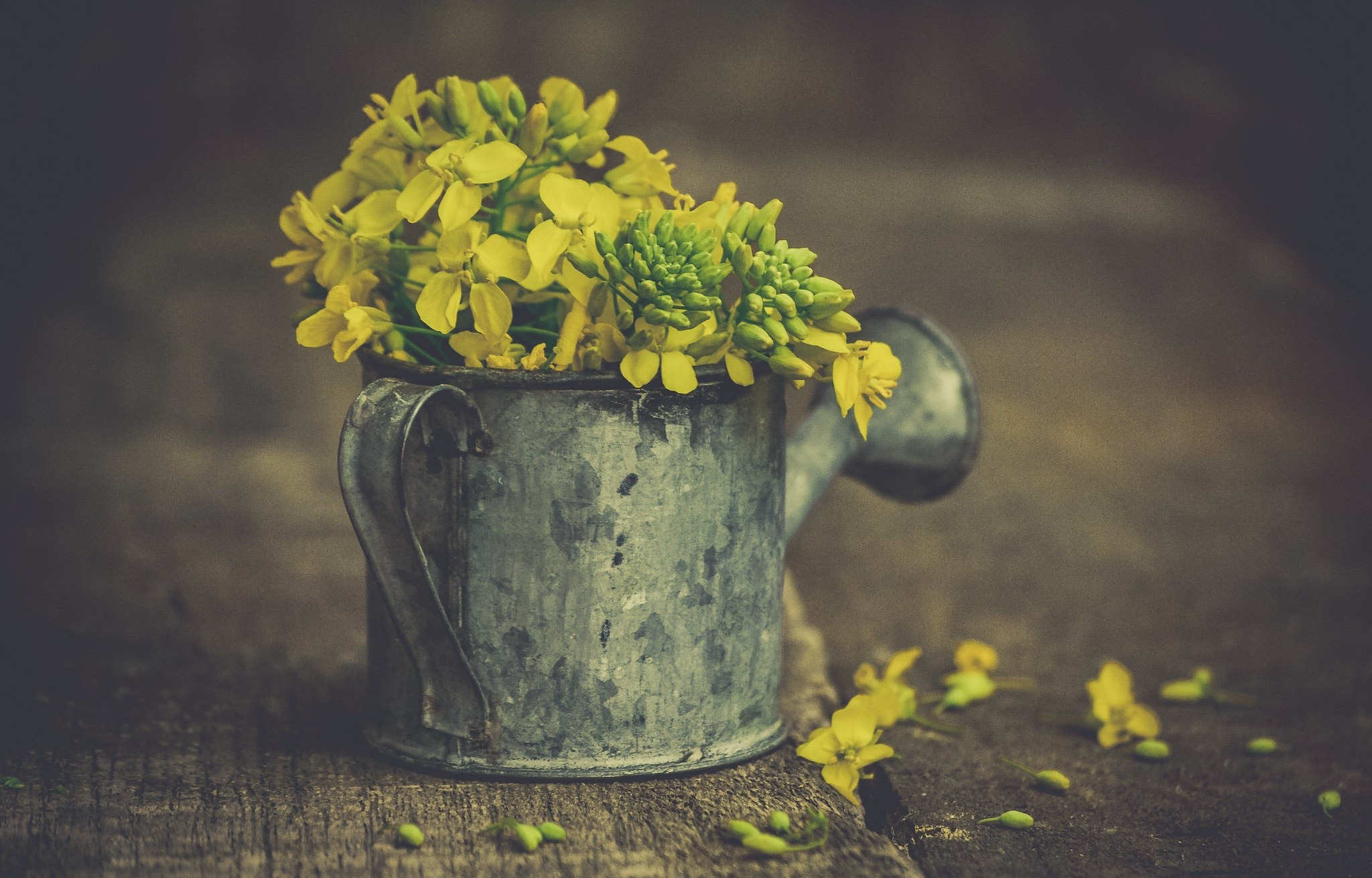 Watering Can, flowers, plants, yellow flowers, wooden surface, depth of field, watering bucket, HD Wallpaper