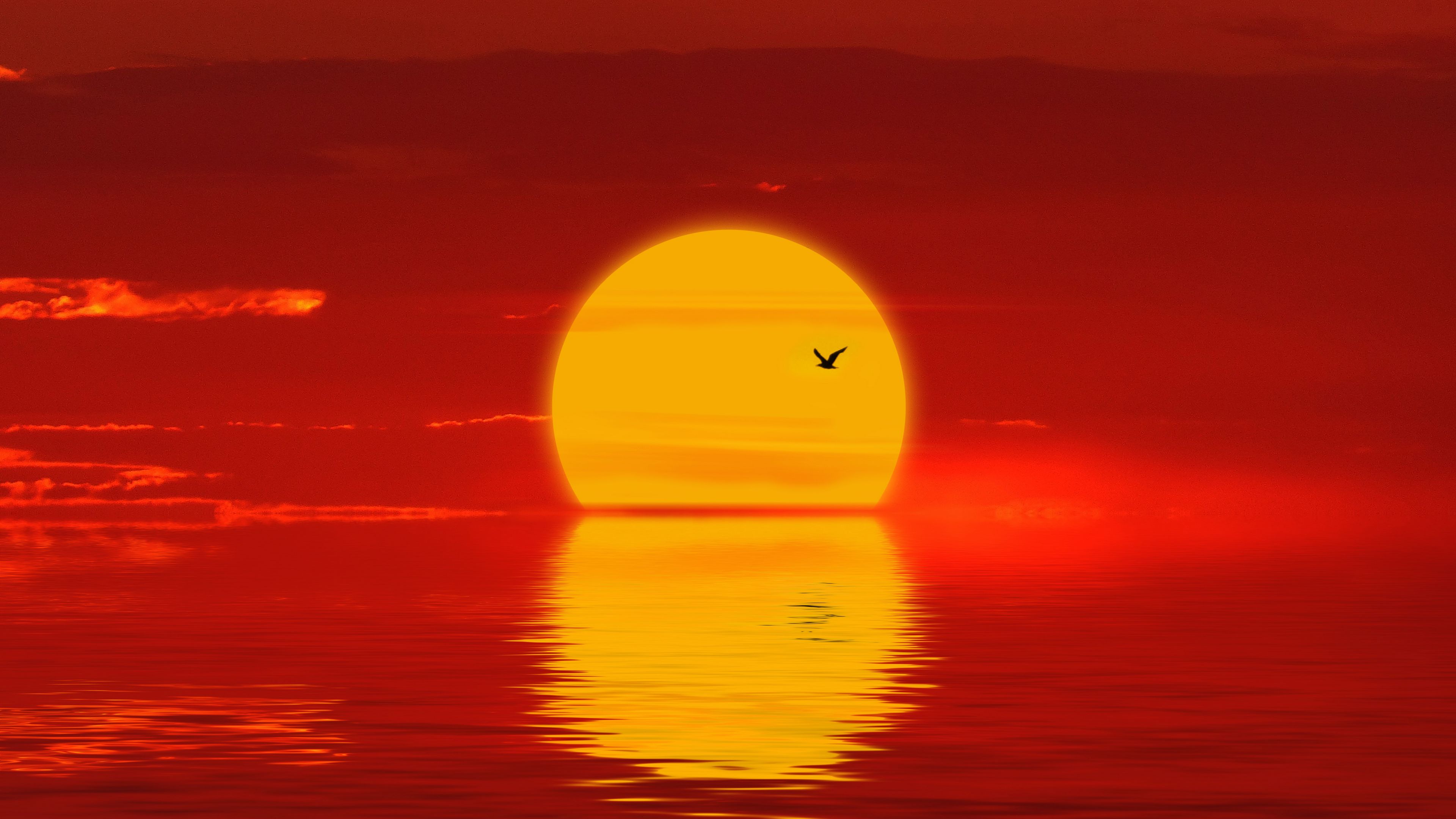 sun, sunset, silhouette, bird, red, 4k, HD Wallpaper