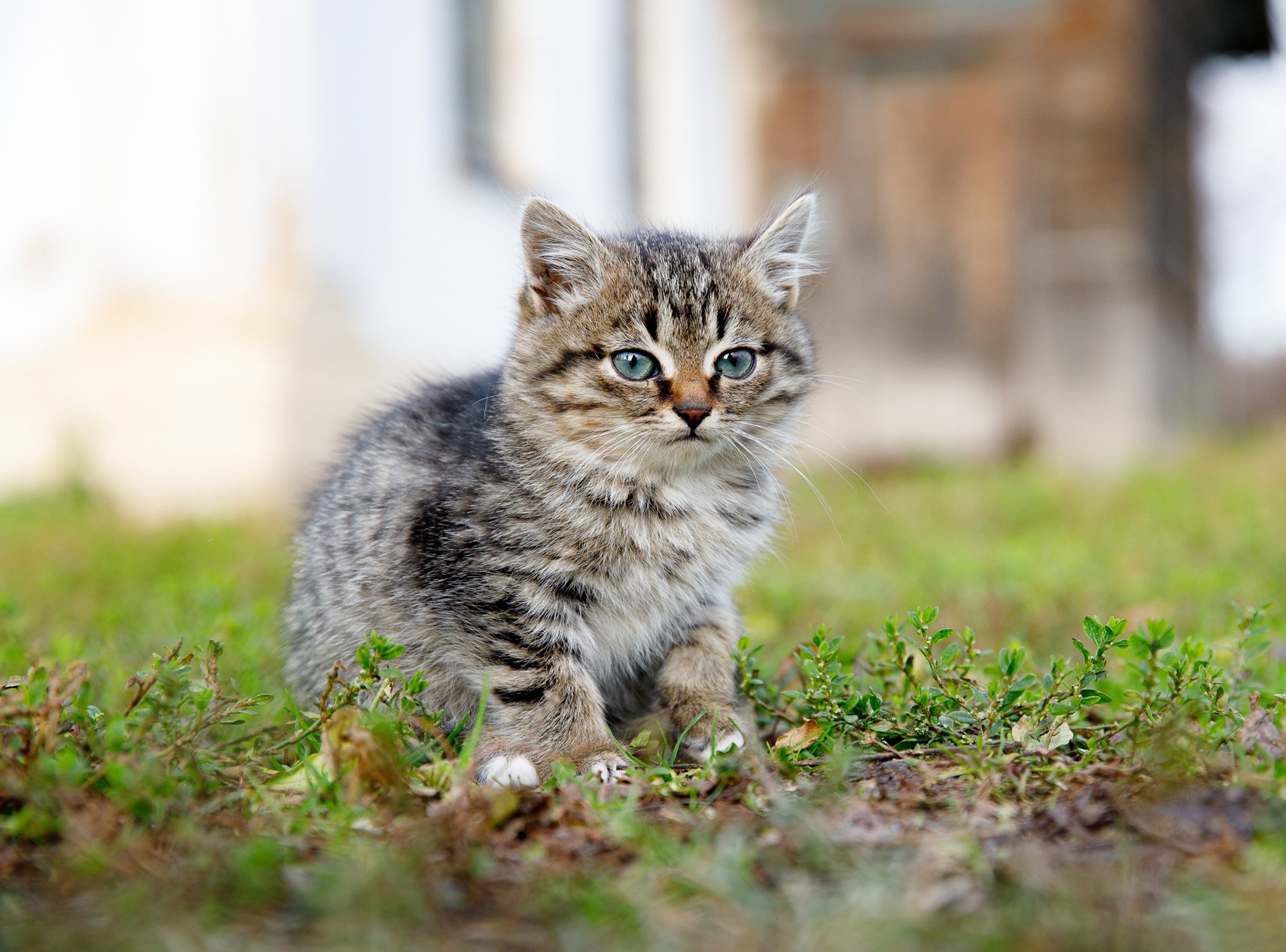 outdoors, cats, animals, mammals, HD Wallpaper