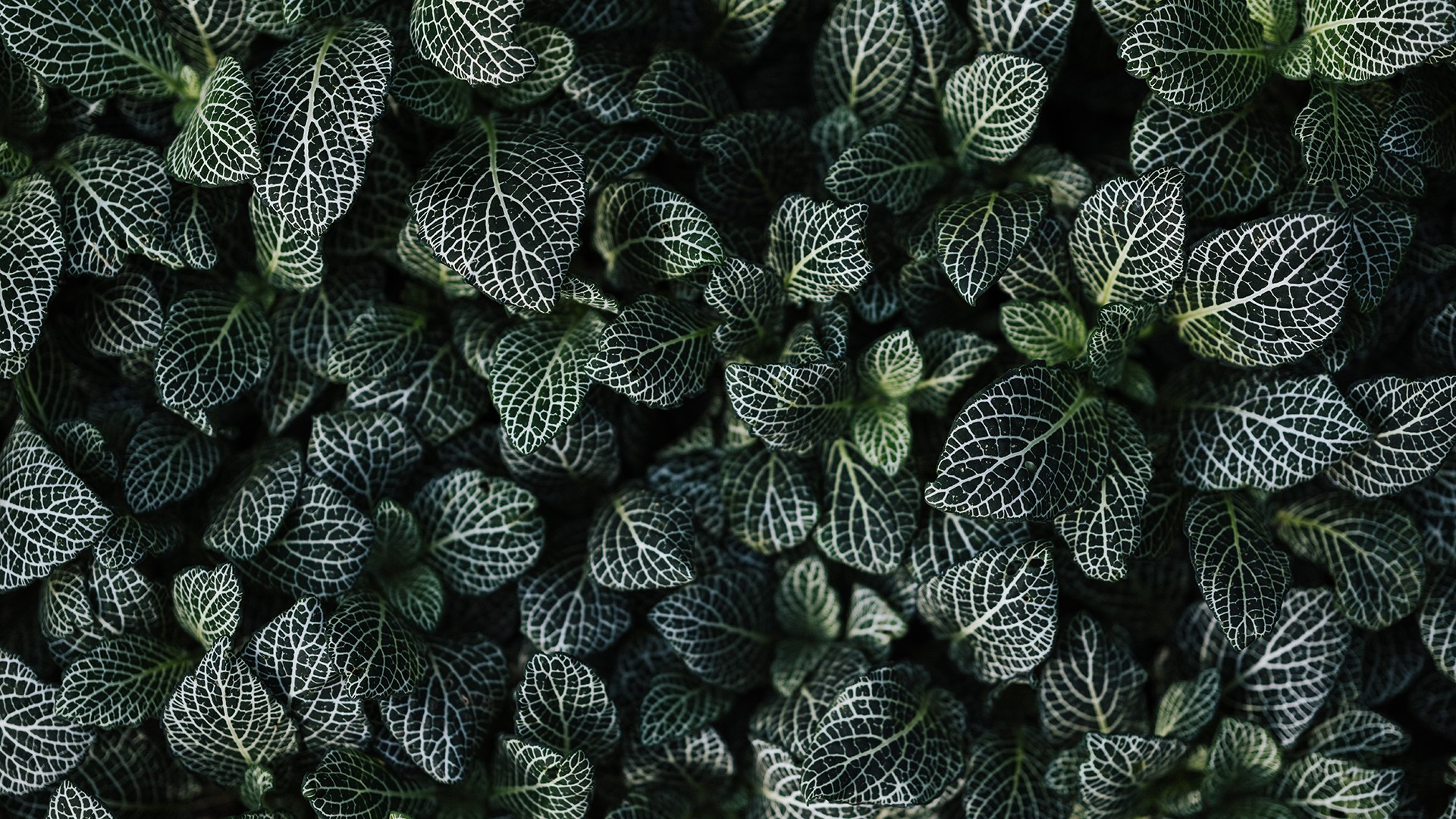 photography, plants, leaves, HD Wallpaper