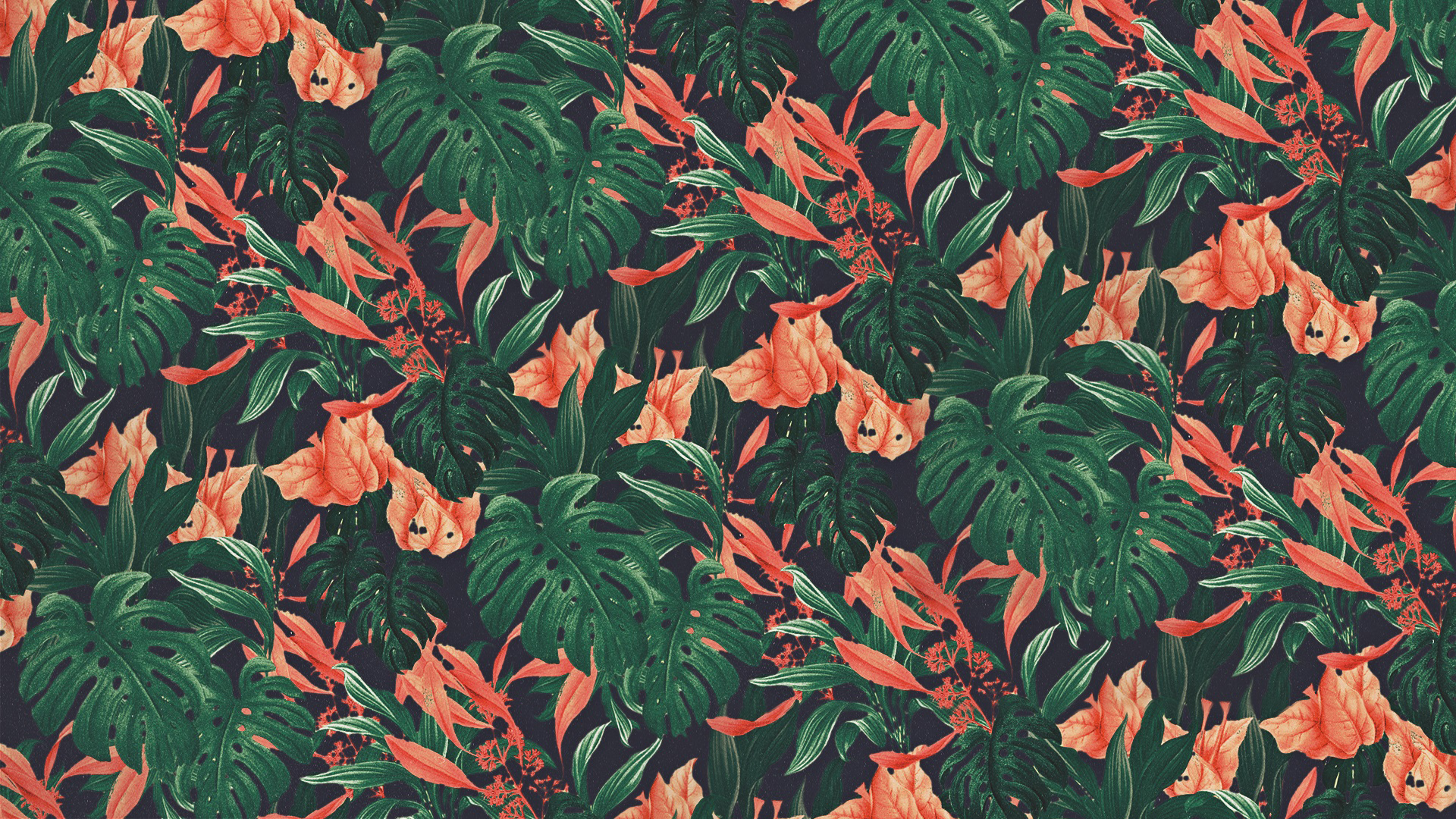 nature, plants, flowers, HD Wallpaper